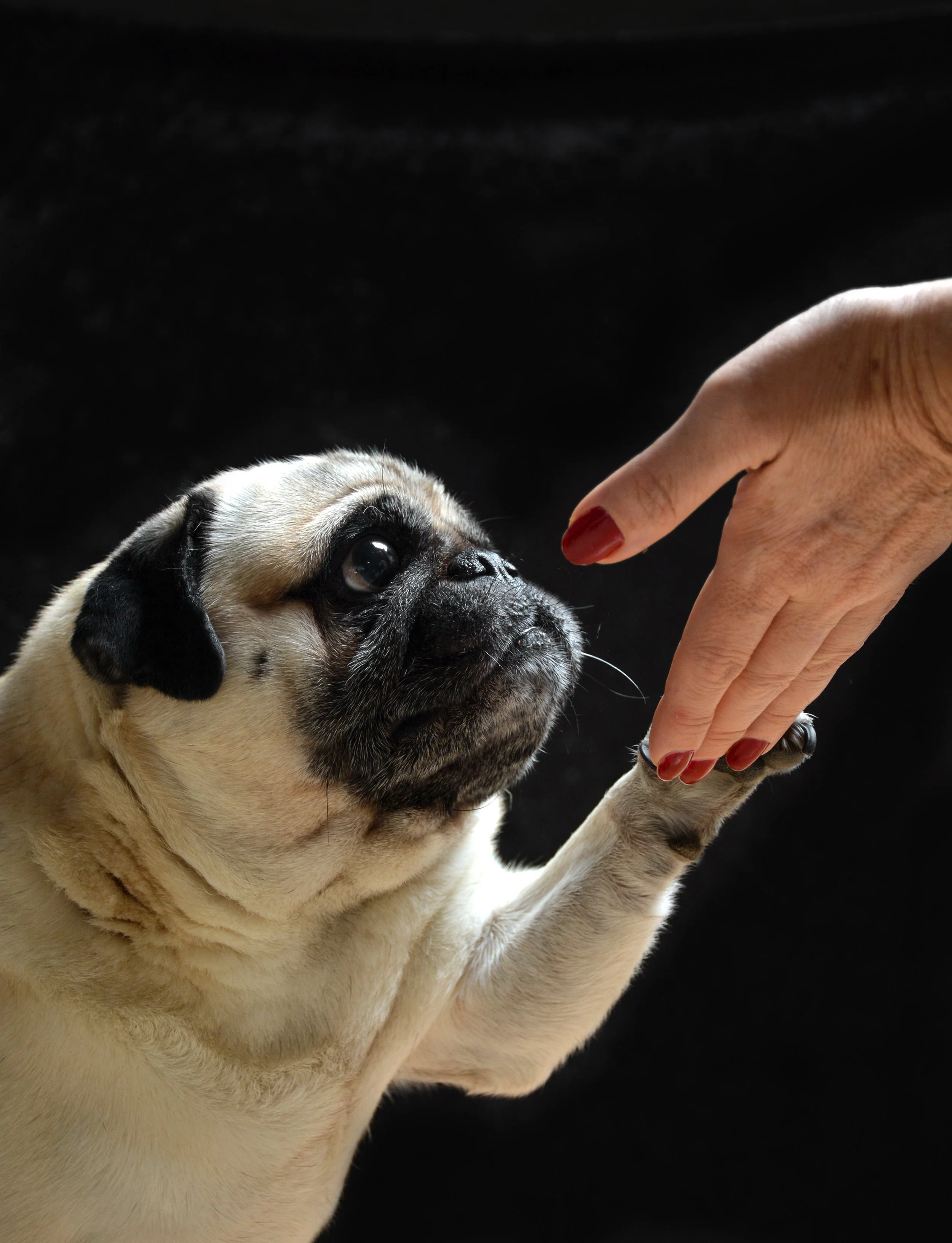 Pug Rescues | Find Pug Rescues Today — Greater Atlanta Pug Club