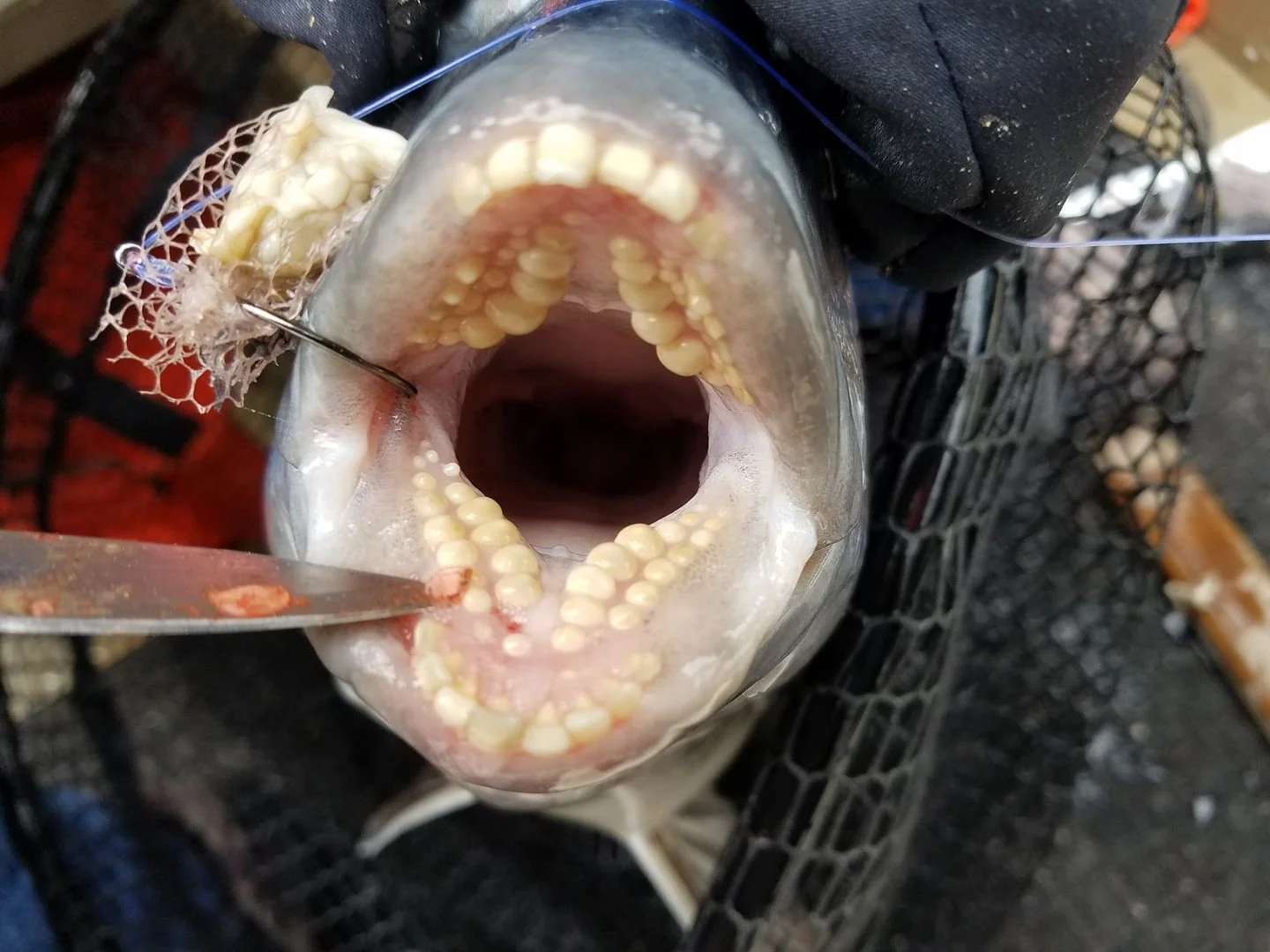 Six Sheepshead on 1/2 of 1 Oyster