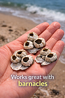 Barnacles on hand by the shoreline.png