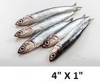 anchovy_pic7.jpg