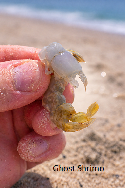 ghostshrimp.png
