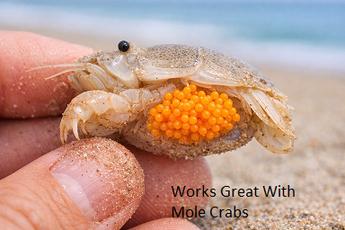 molecrab1.png