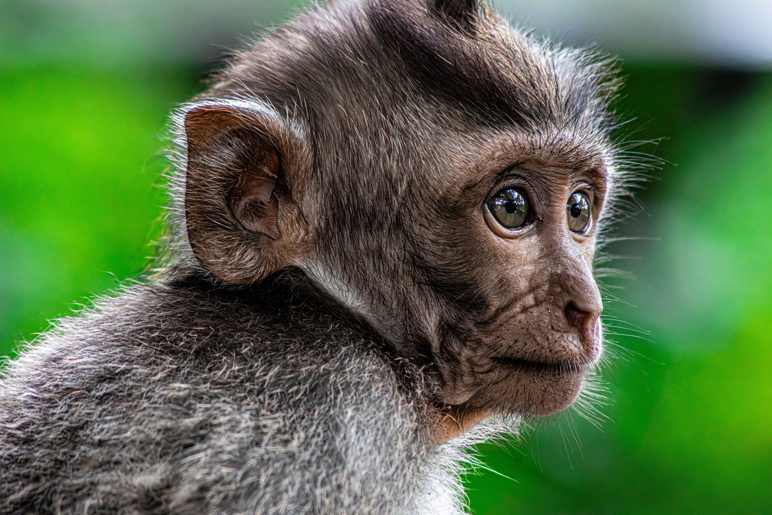 monkeybali-4.jpg