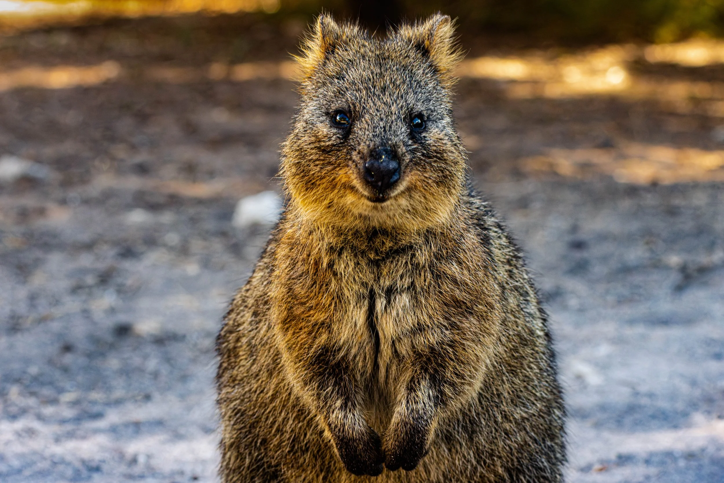 Quokka