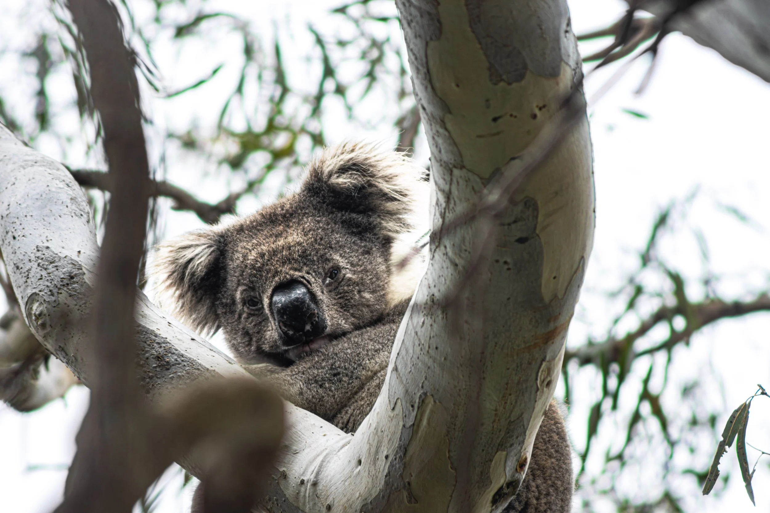 koala2-2.jpg