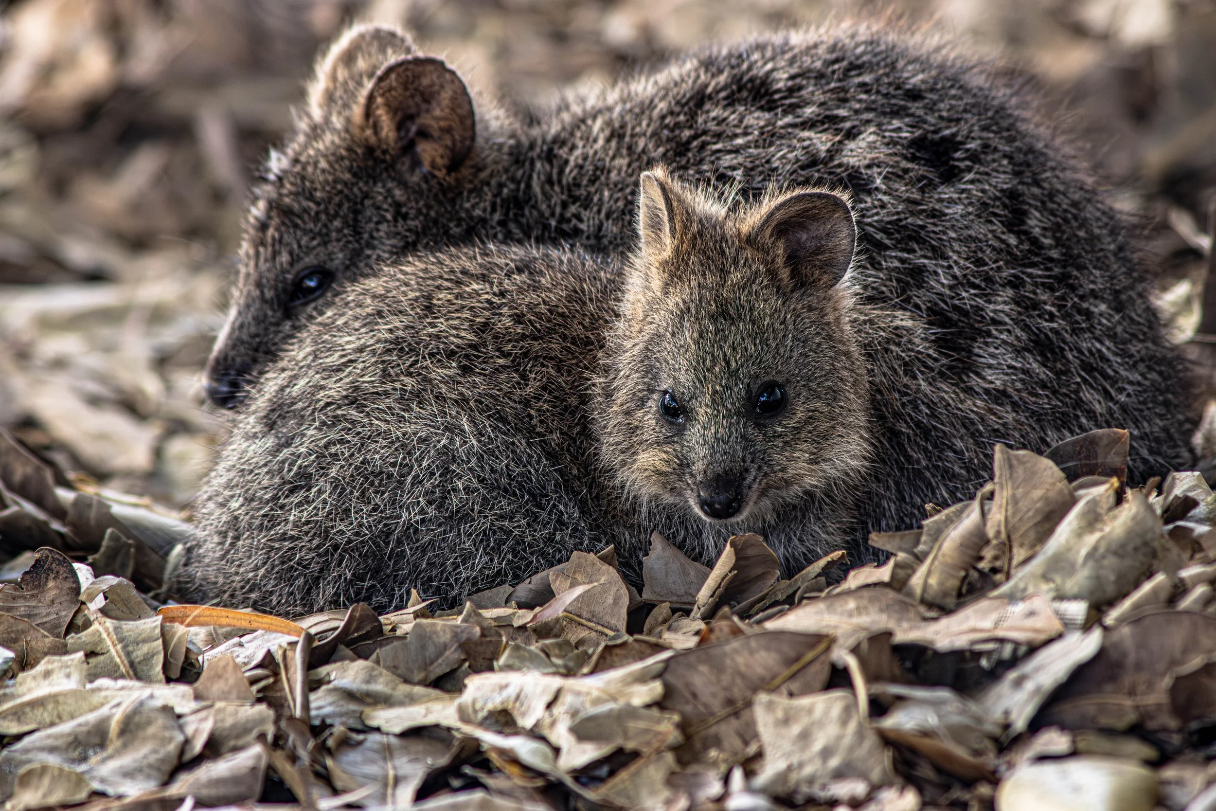 Quokka-2.jpg