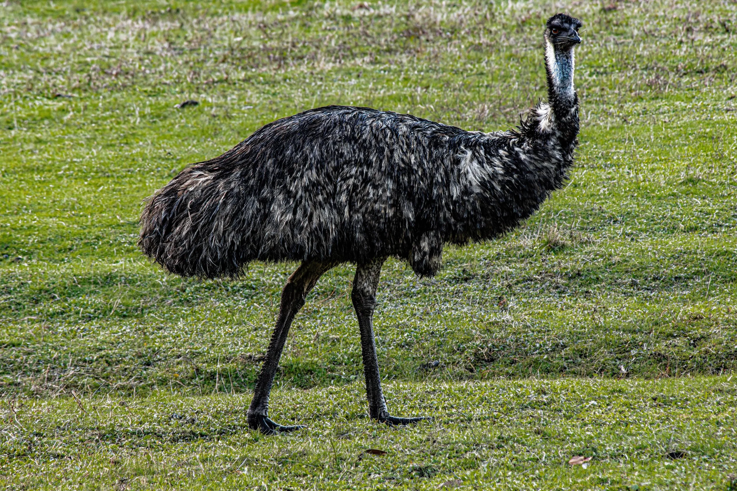 Emu.jpg