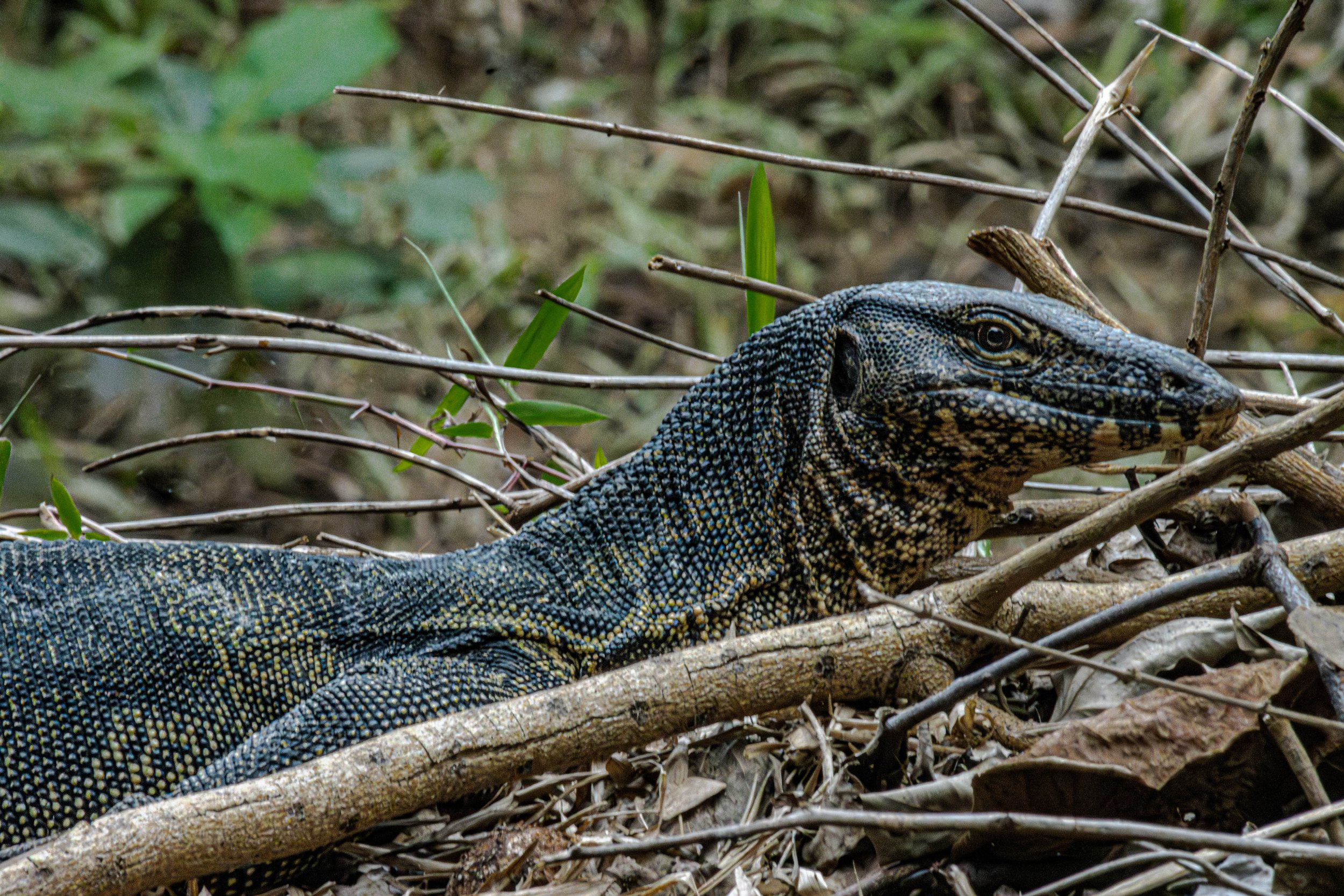 monitor_lizard.jpg