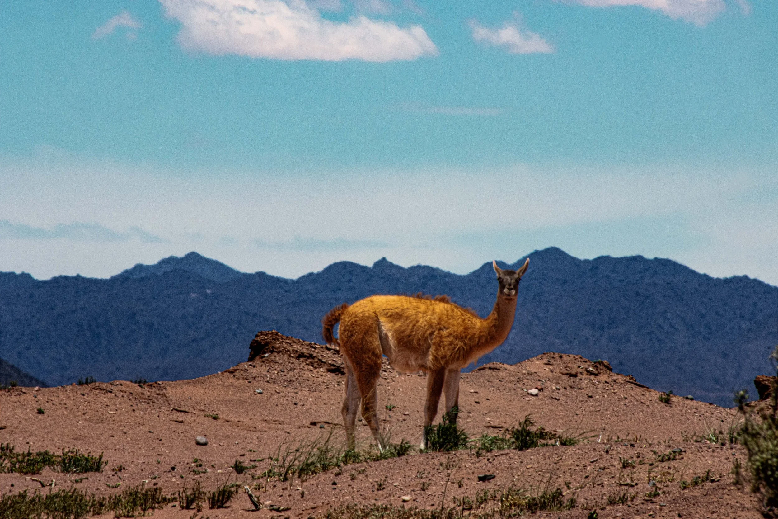 Argentina_guanaco--3.jpg