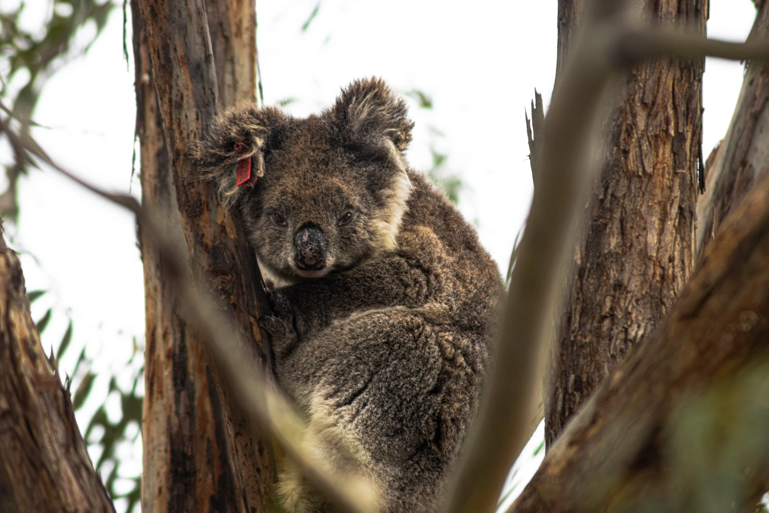 koala2-1.jpg