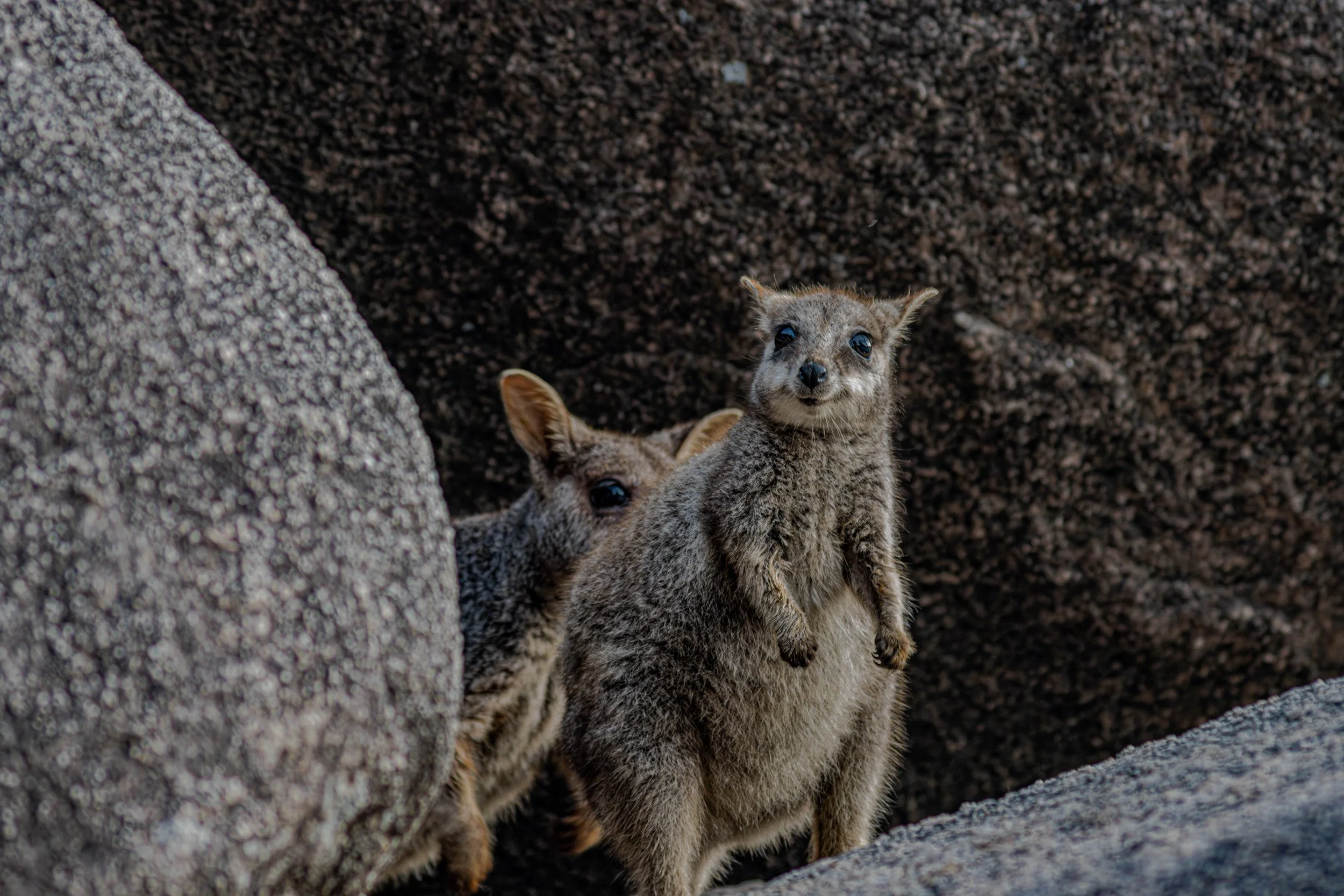 rock_wallaby-2.jpg