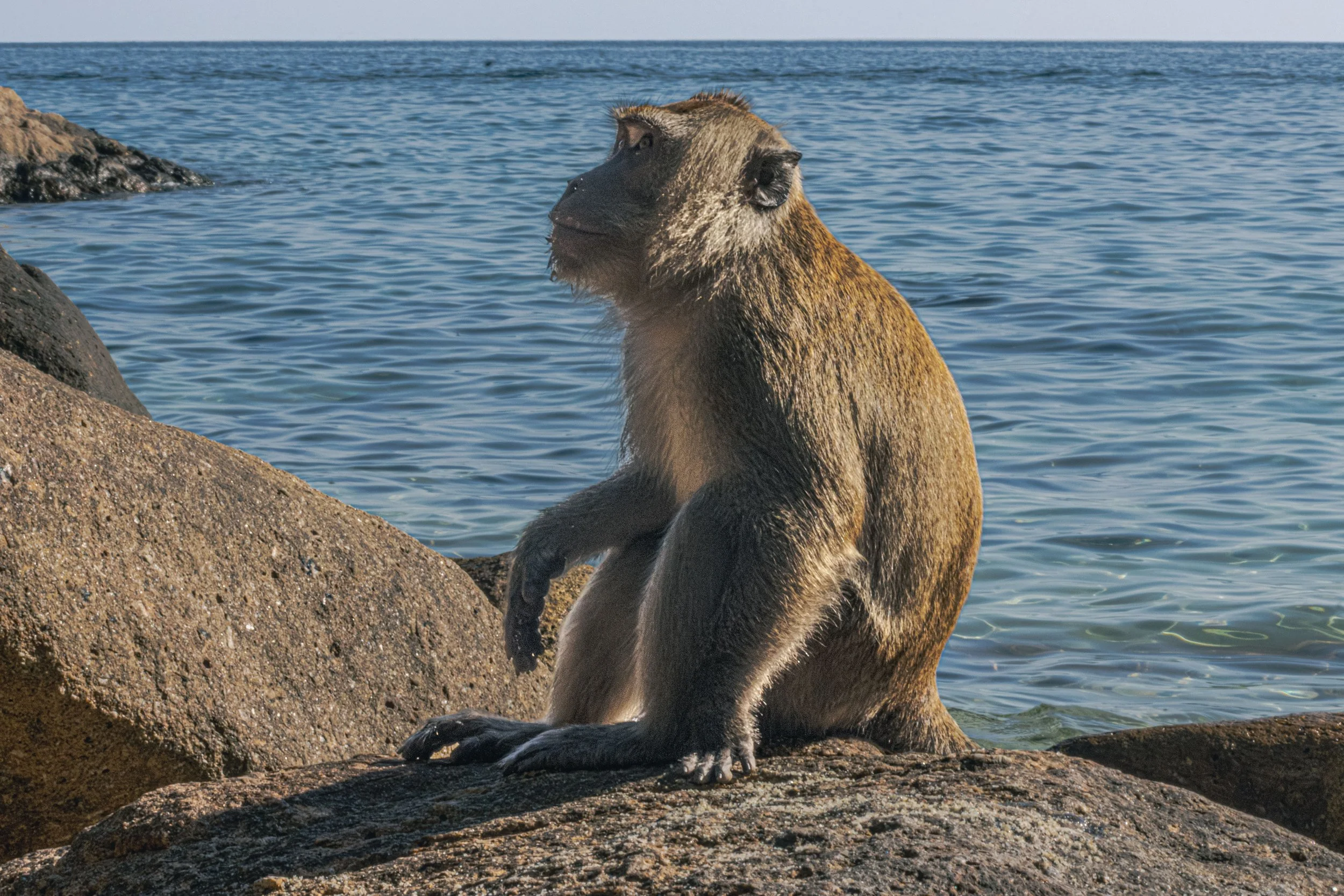 Thailand_monkey_2a-2366.jpg