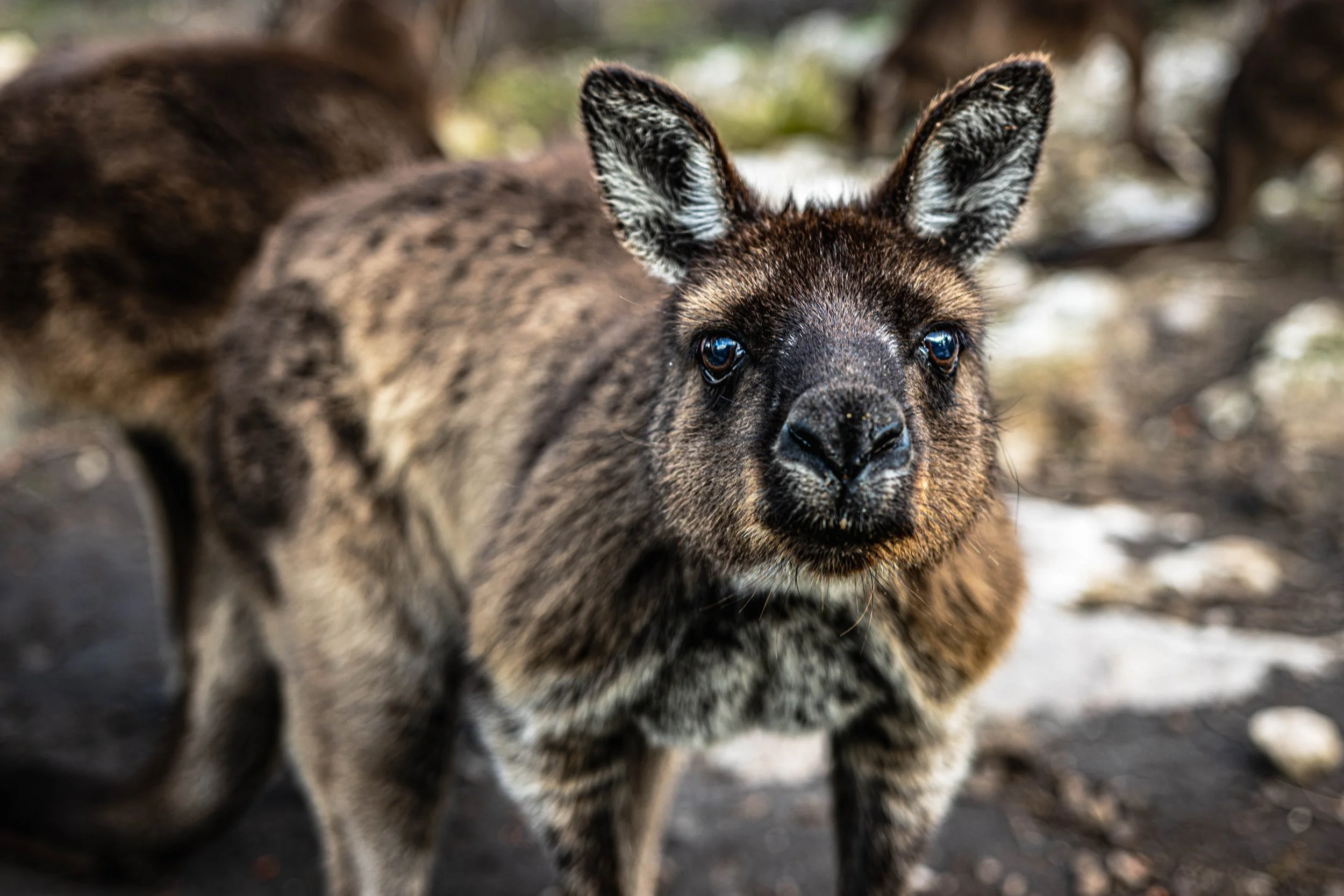 kangaroo-2.jpg