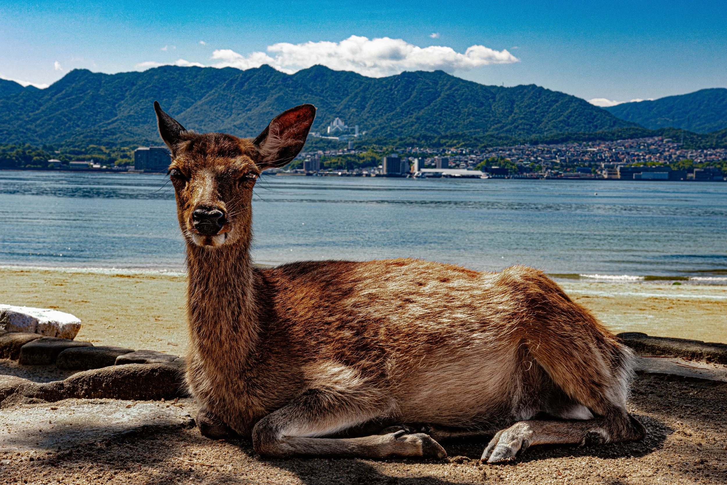 Deer_Japan-1.jpg