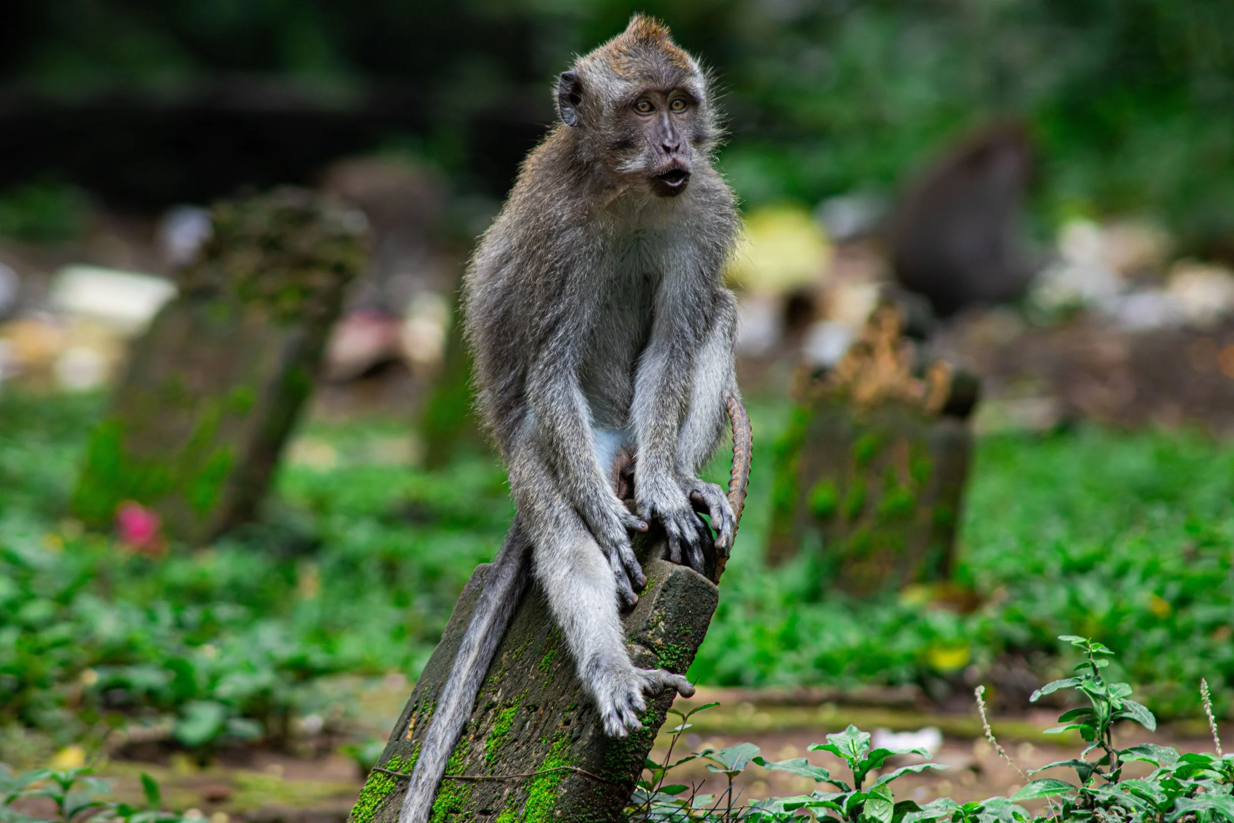 monkeybali-5.jpg