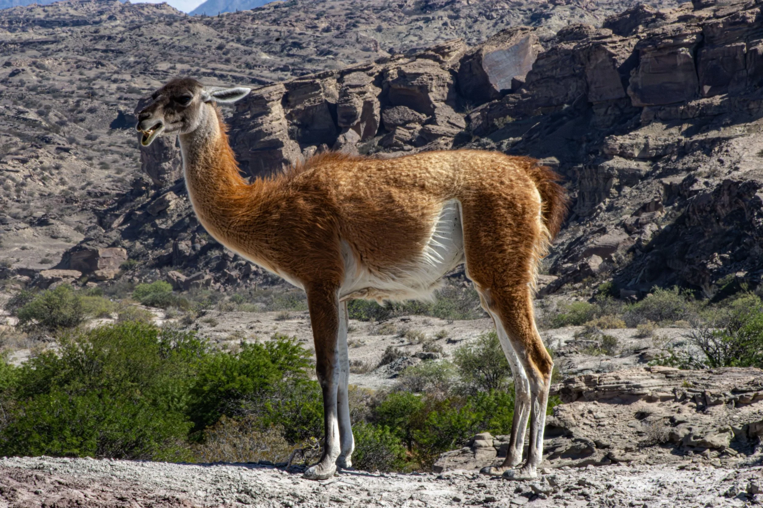 Argentina Llama 2