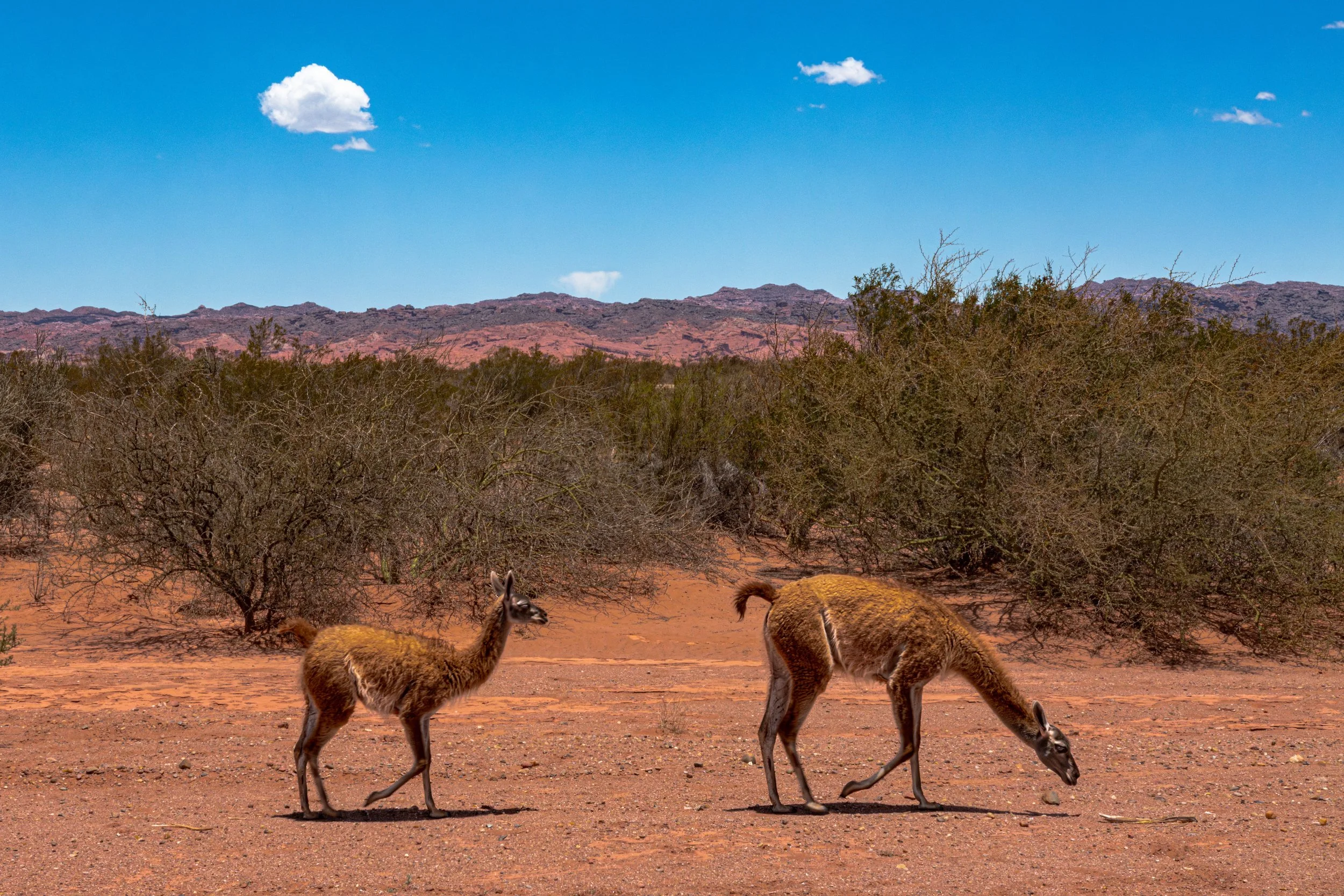 Argentina_guanaco--5.jpg
