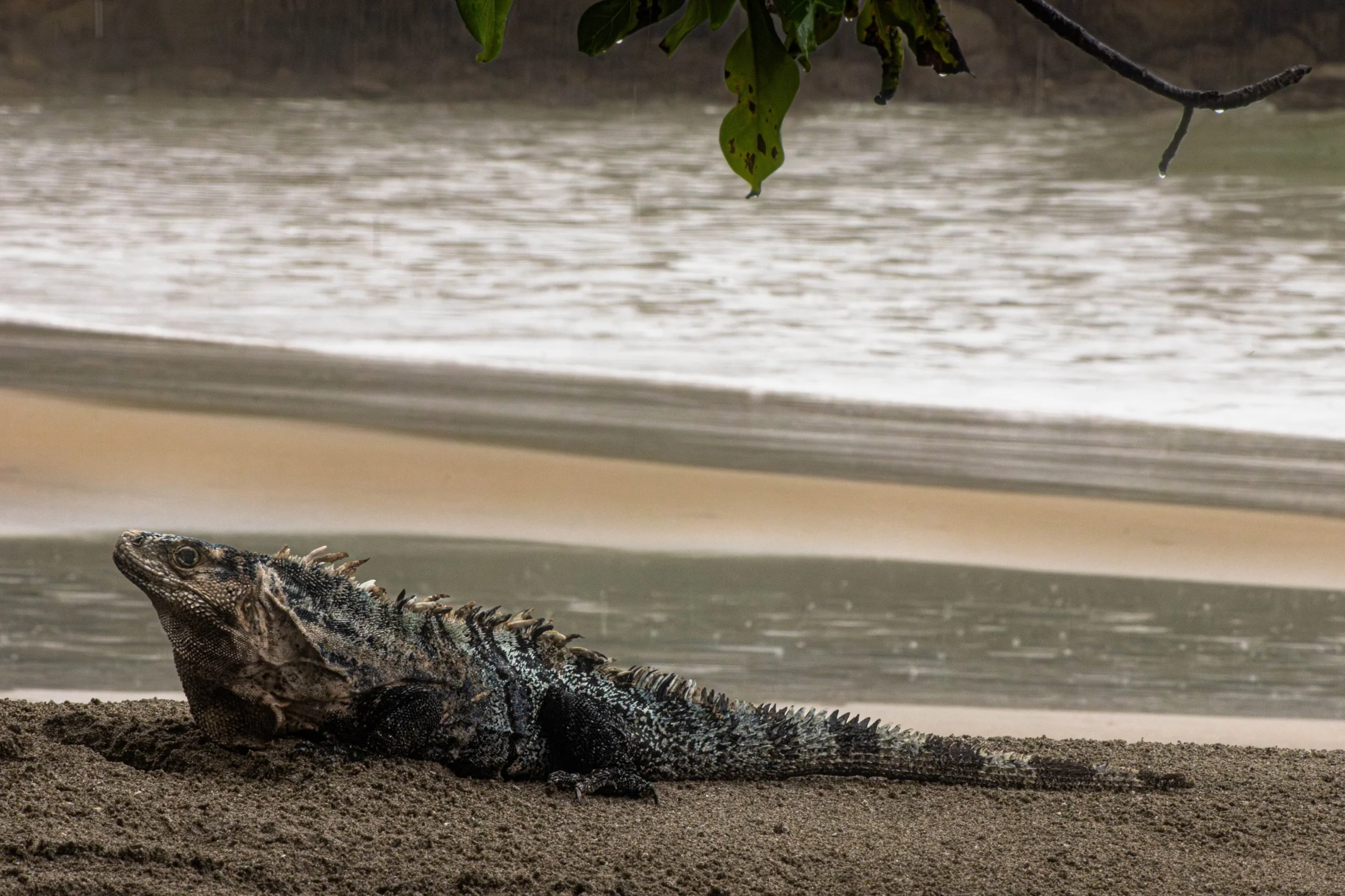 Iguana_Costa_Rica2-1.jpg