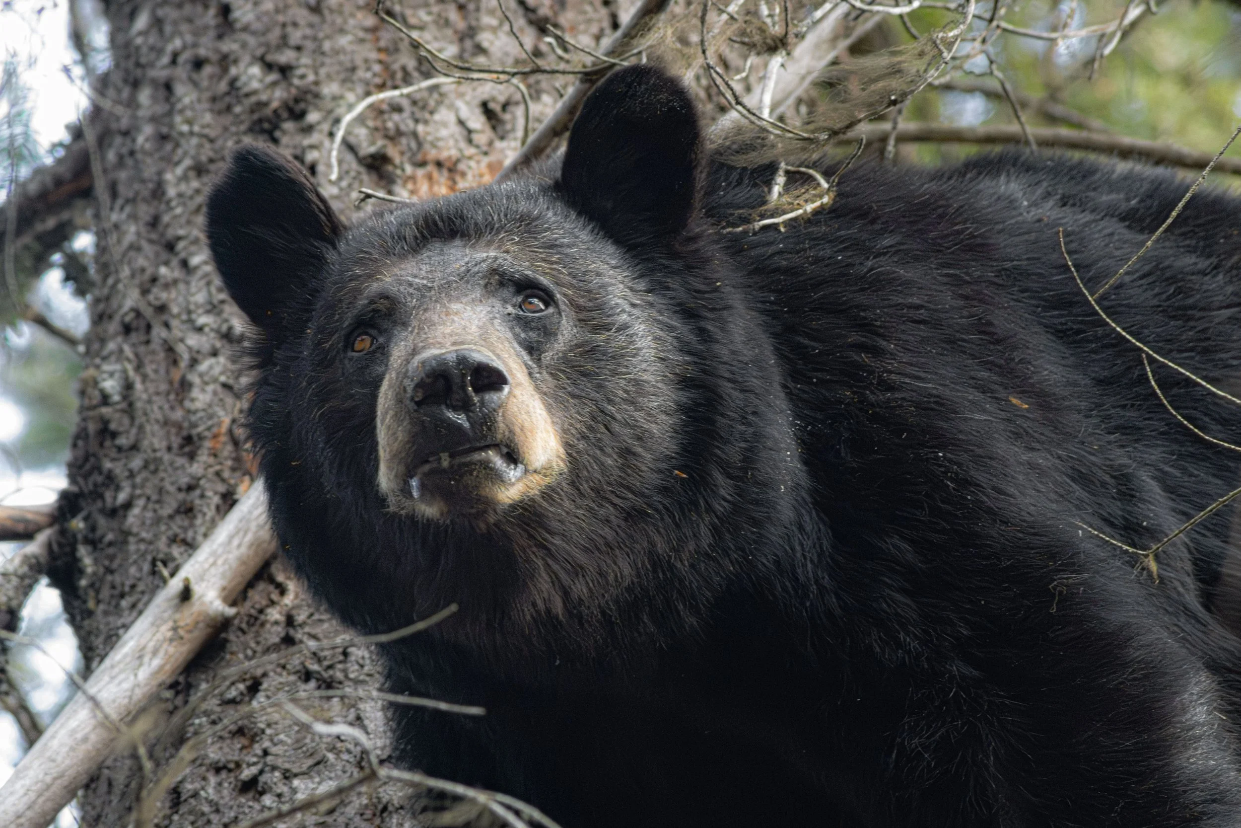 bear.jpg
