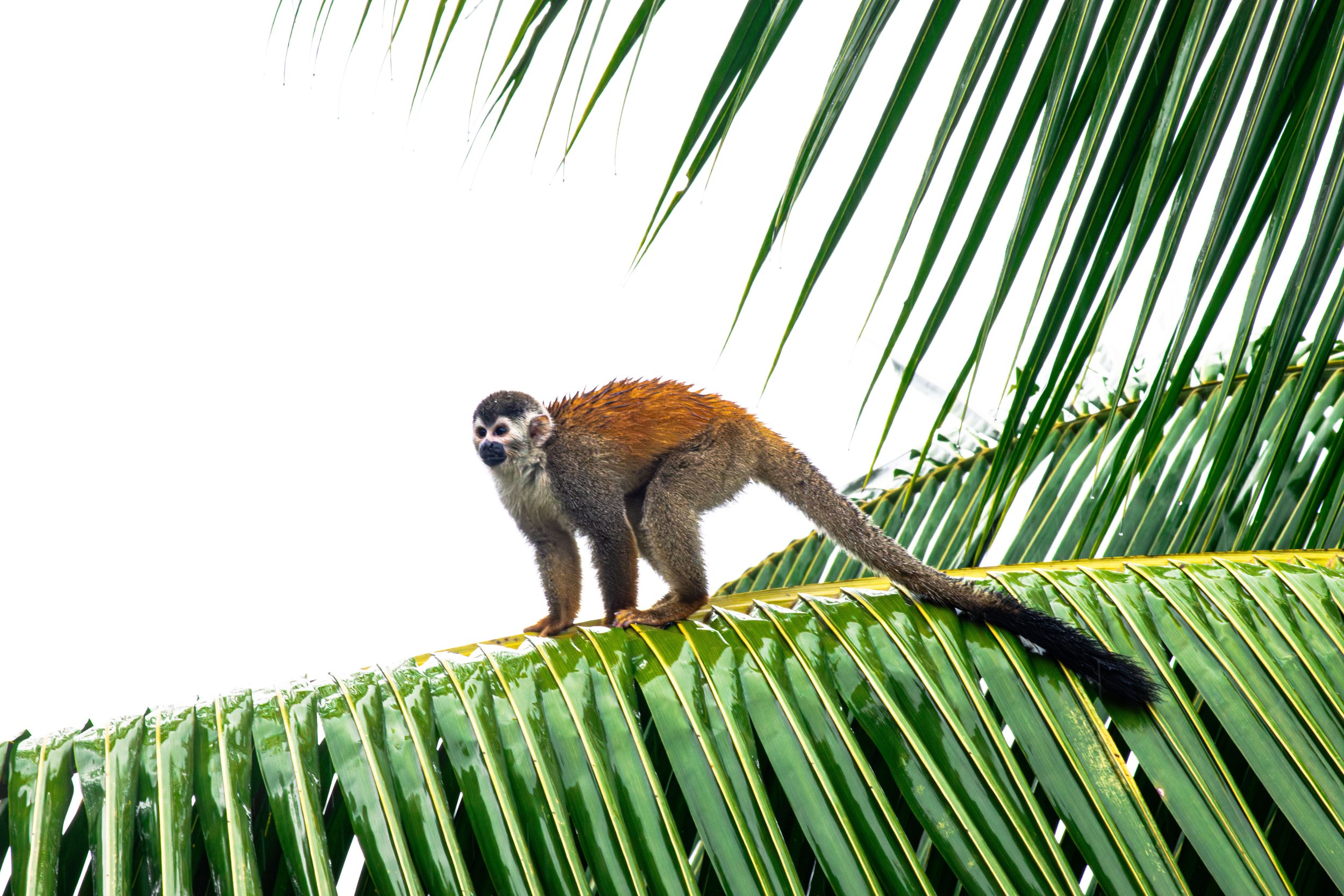 Monkey_Costa_Rica-1.jpg
