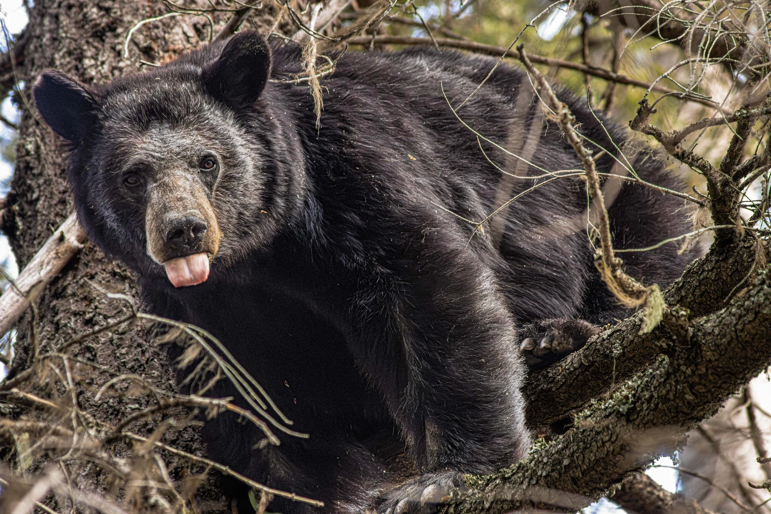 bear-3.jpg