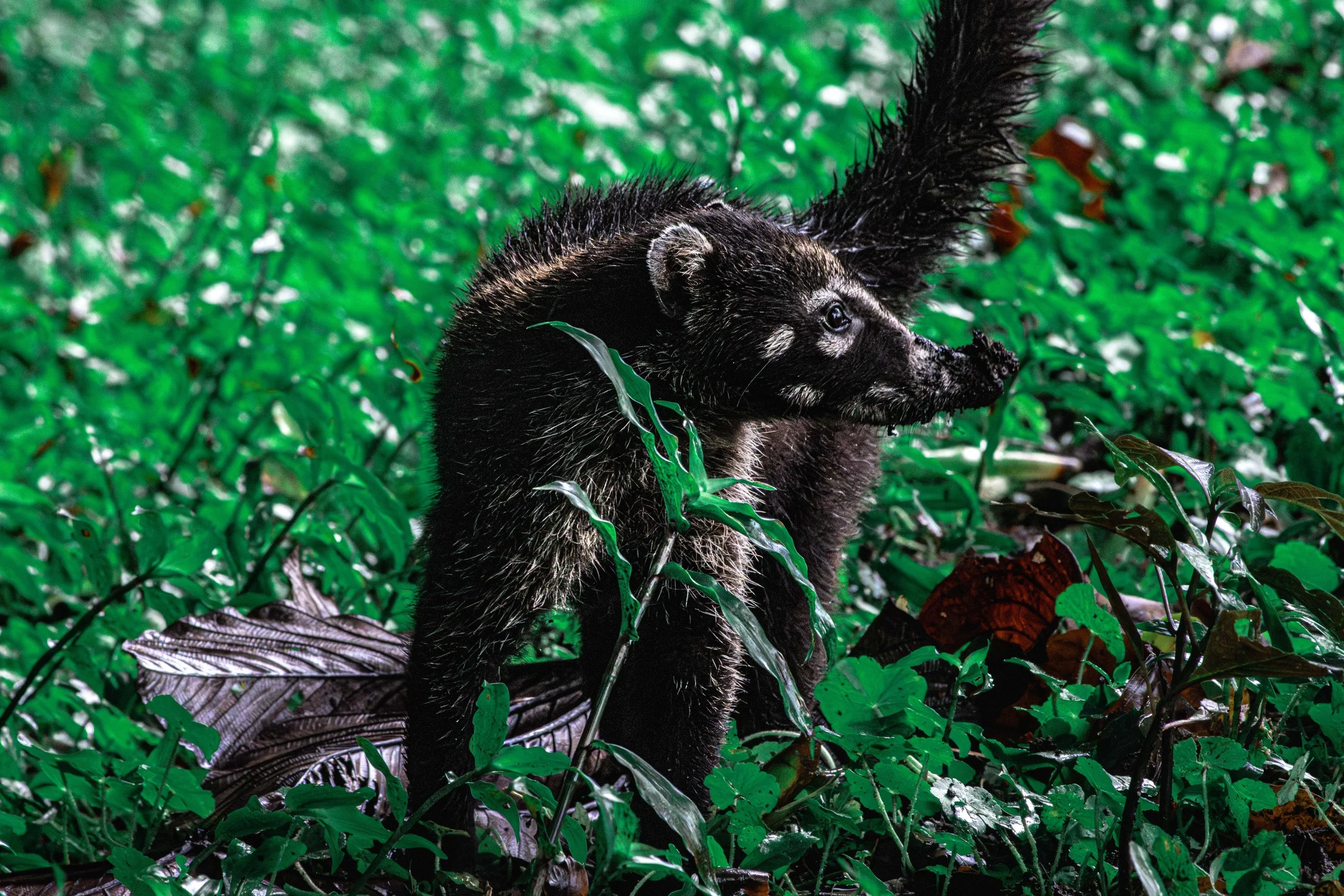 Coati_Costa_Rica-1.jpg