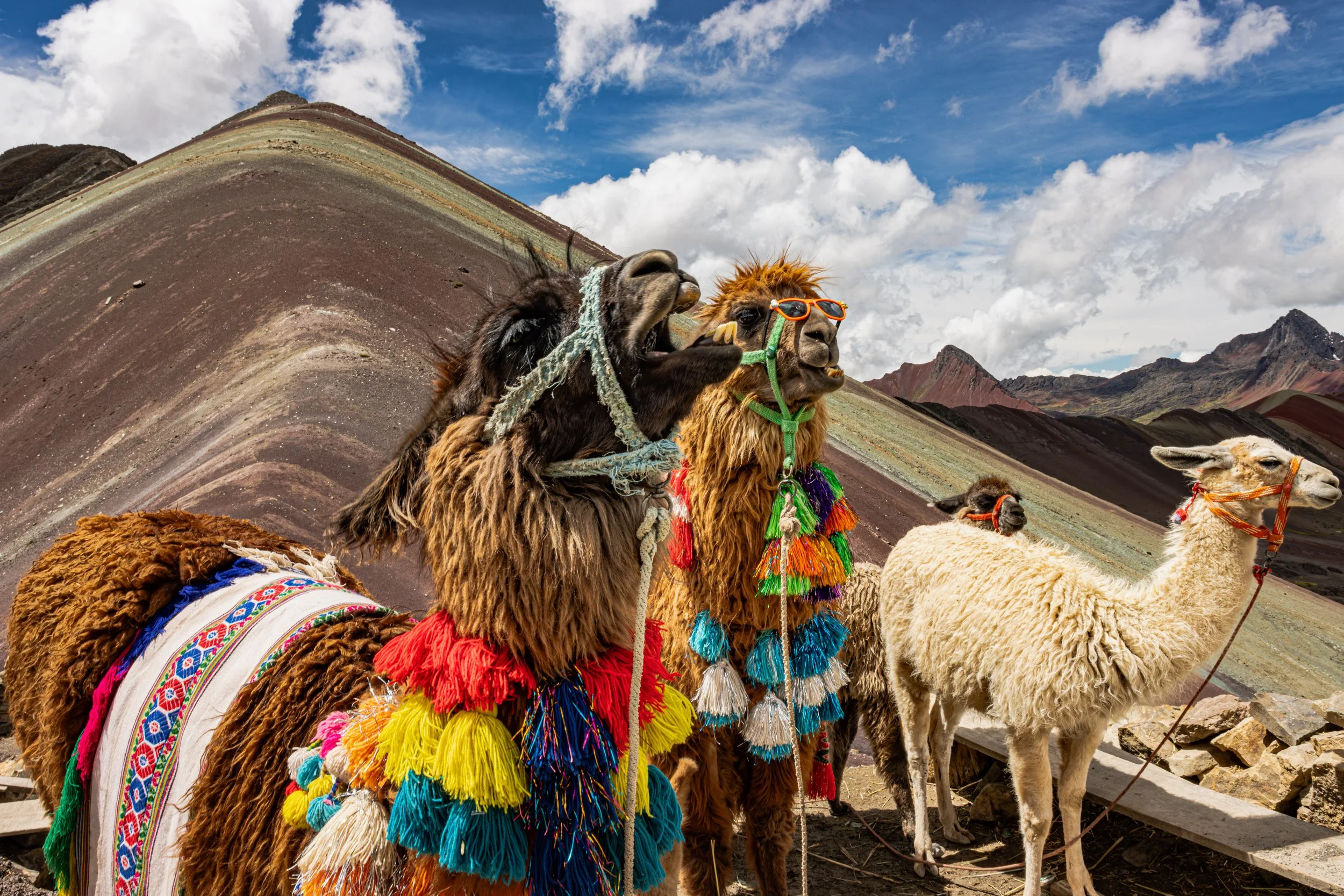 Rainbow Mountain llama’s
