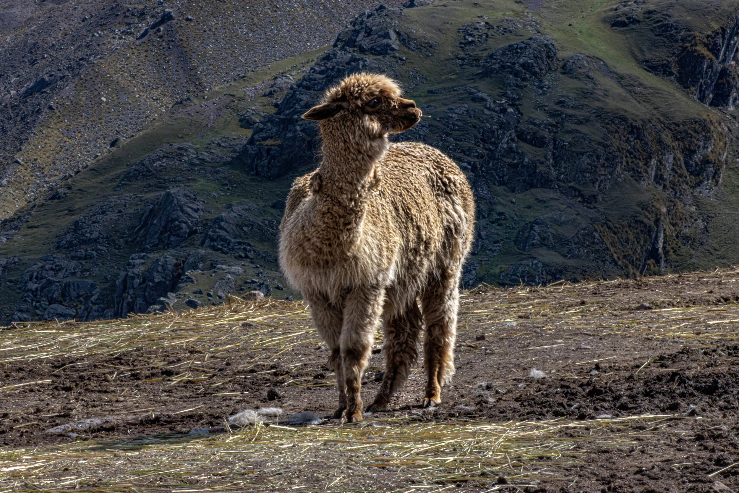 rainbow mountain dn--4.jpg