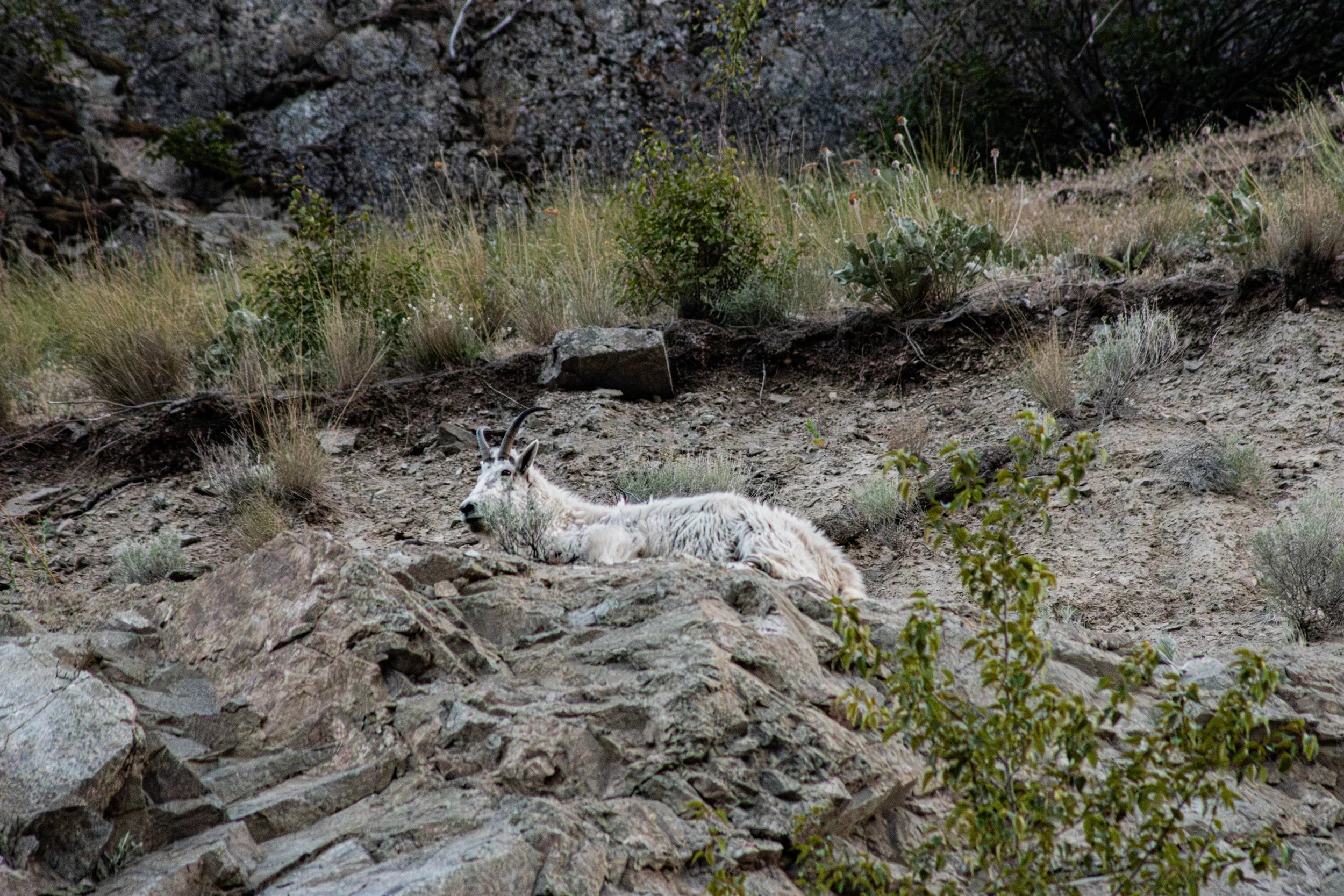 bcmountaingoat-3.jpg