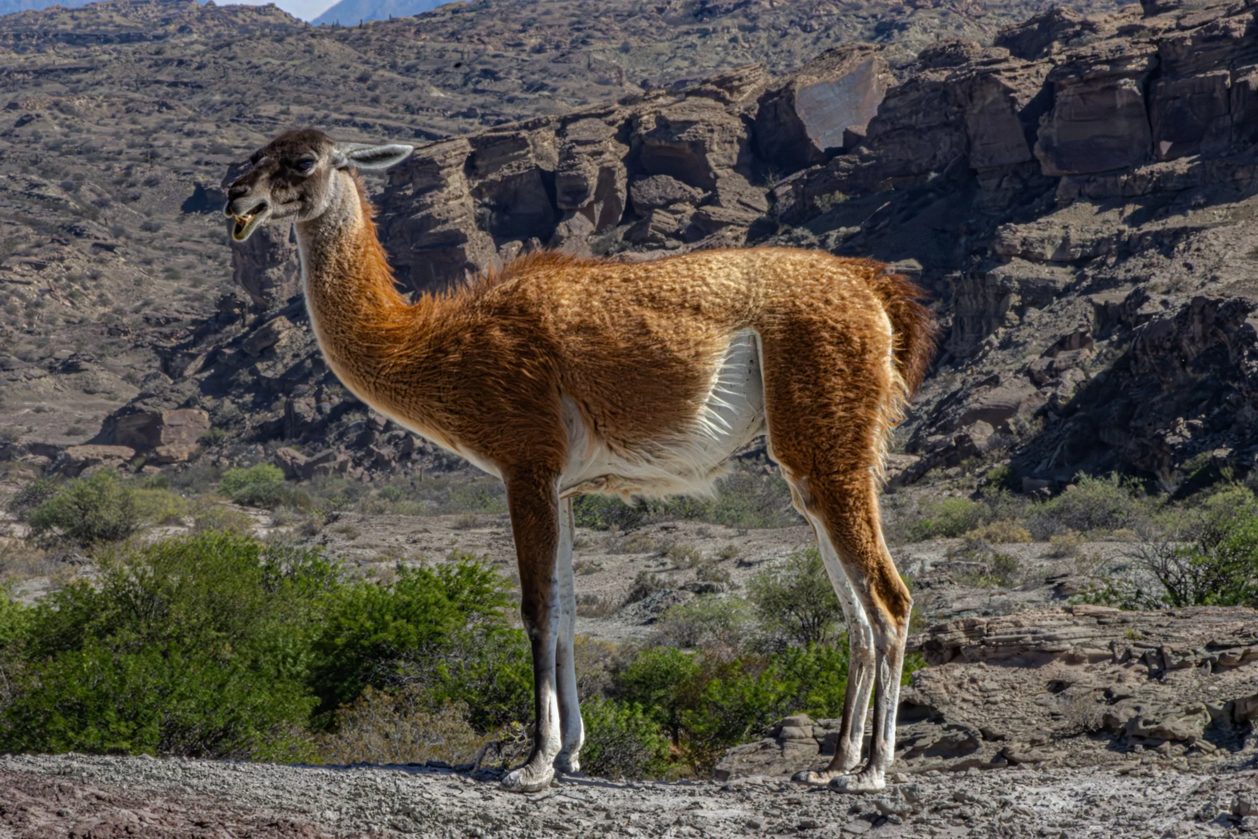 Argentina_guanaco--2.jpg