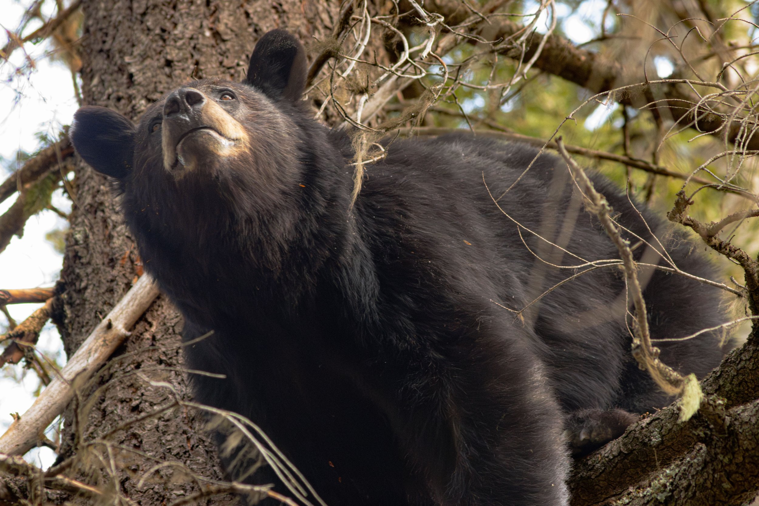 bear-4.jpg