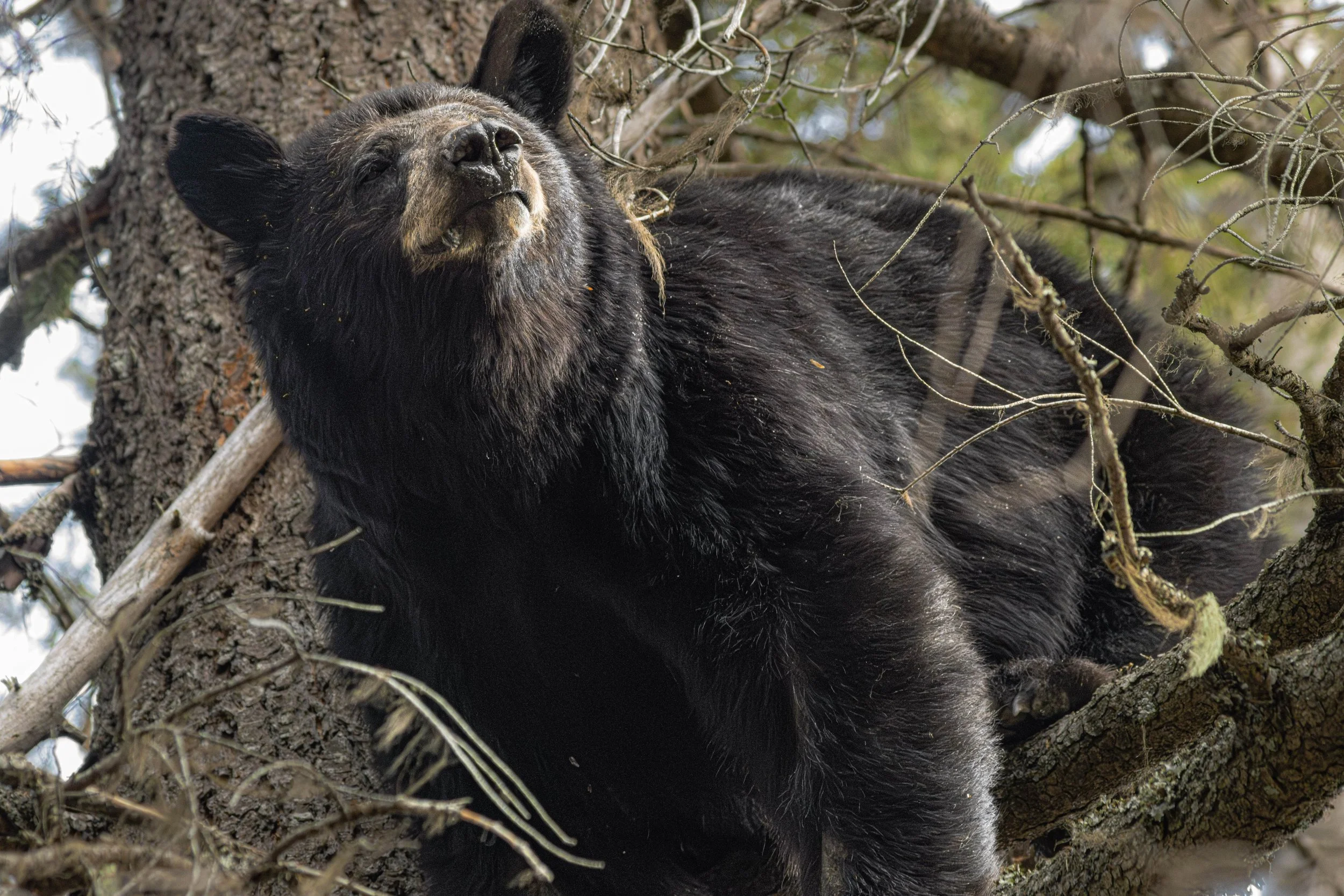 bear-5.jpg