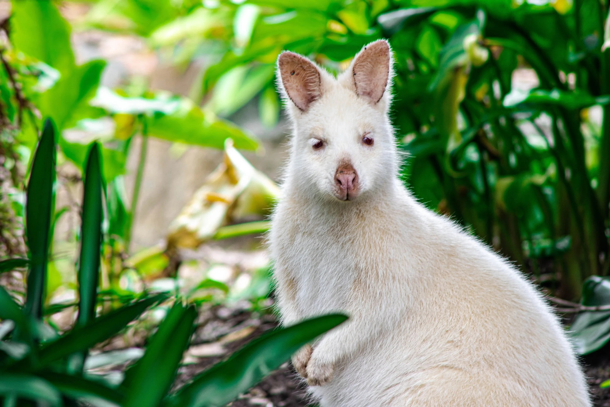 albino_roo.jpg