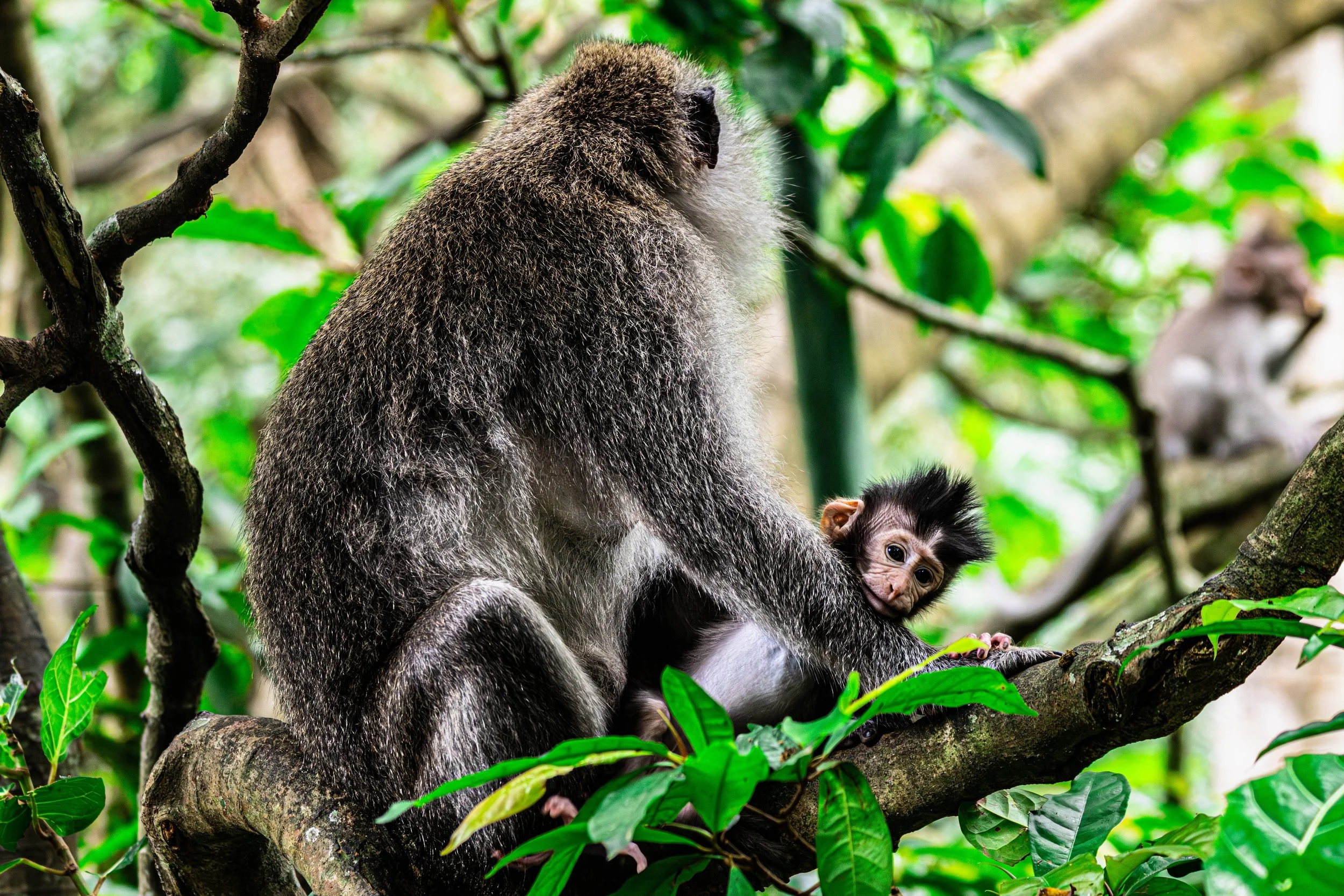 Bali_Monkeys-6.jpg