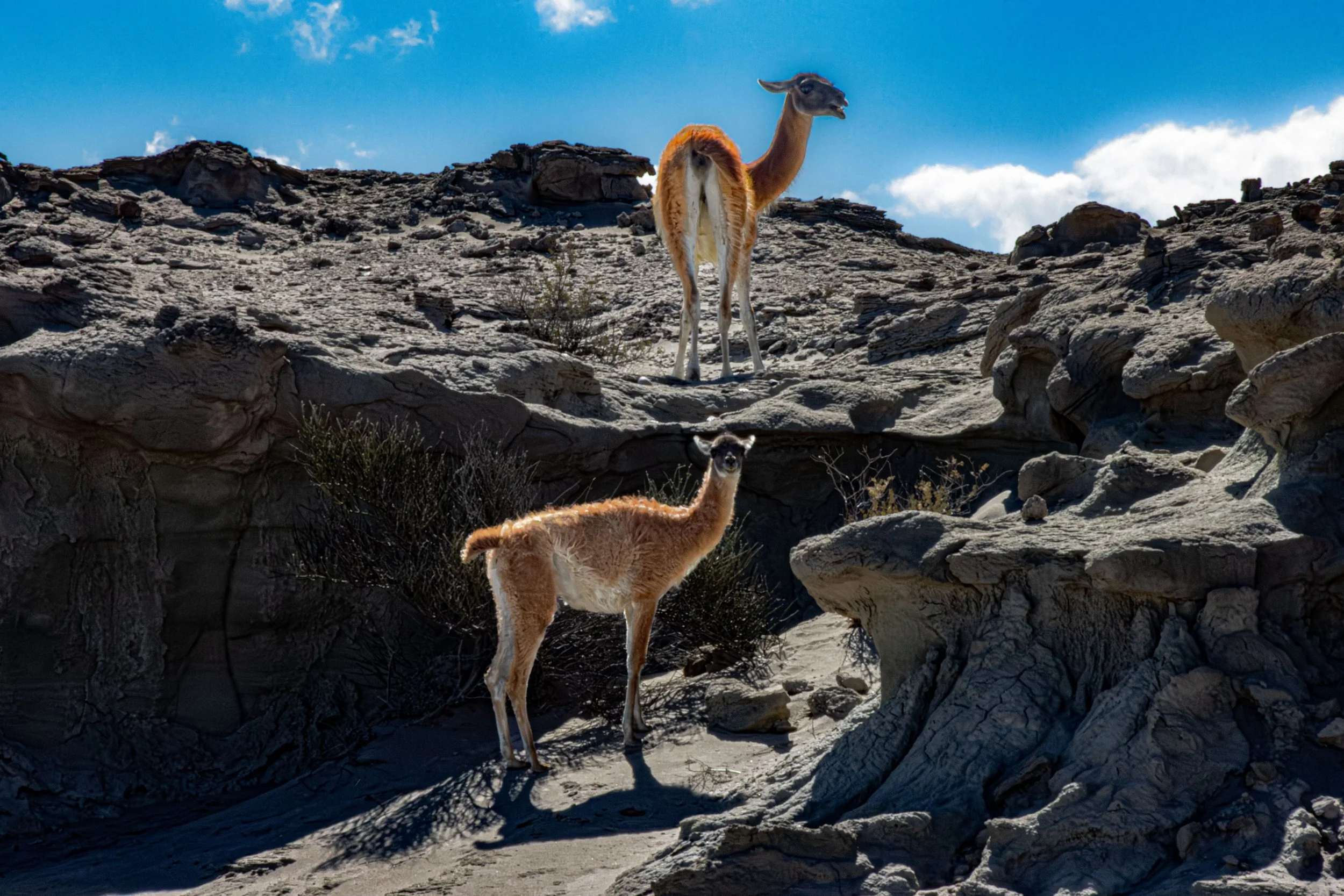 Argentina_guanaco-.jpg