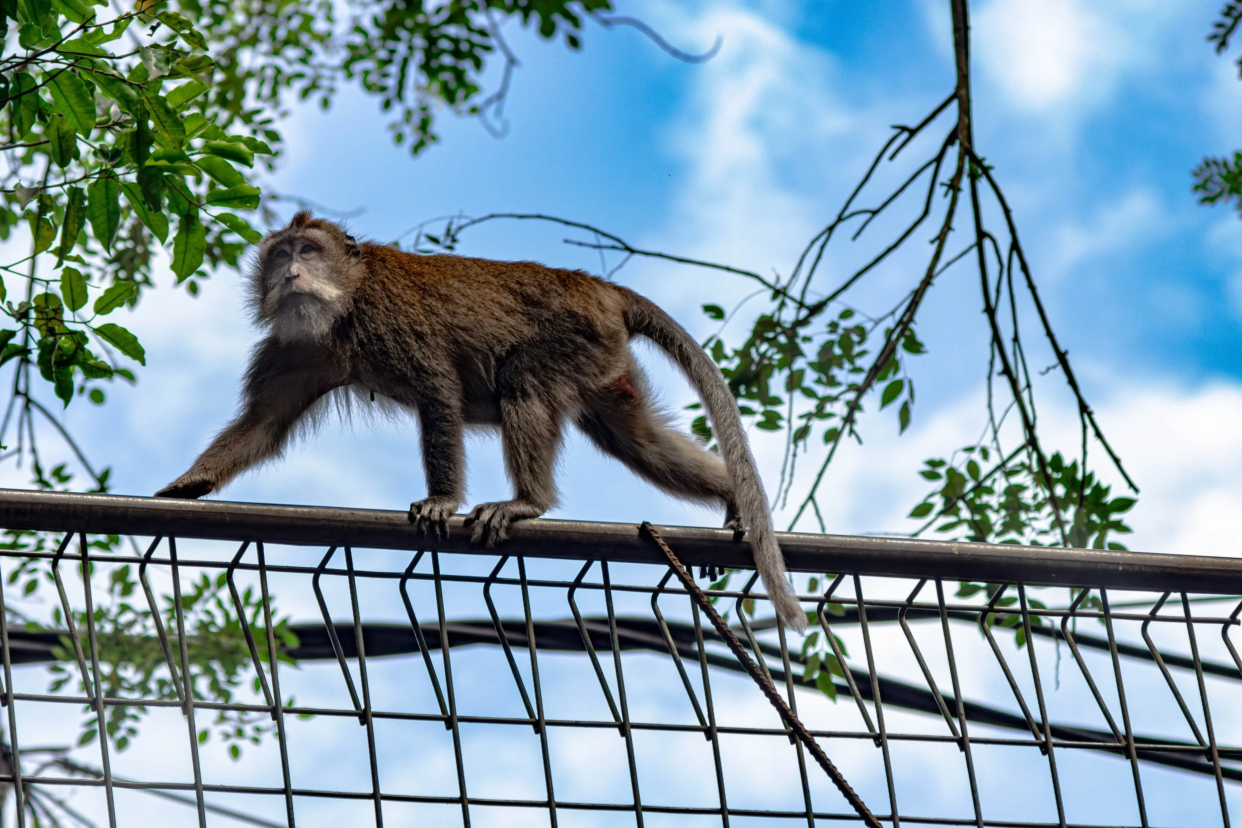 monkeybali-1.jpg