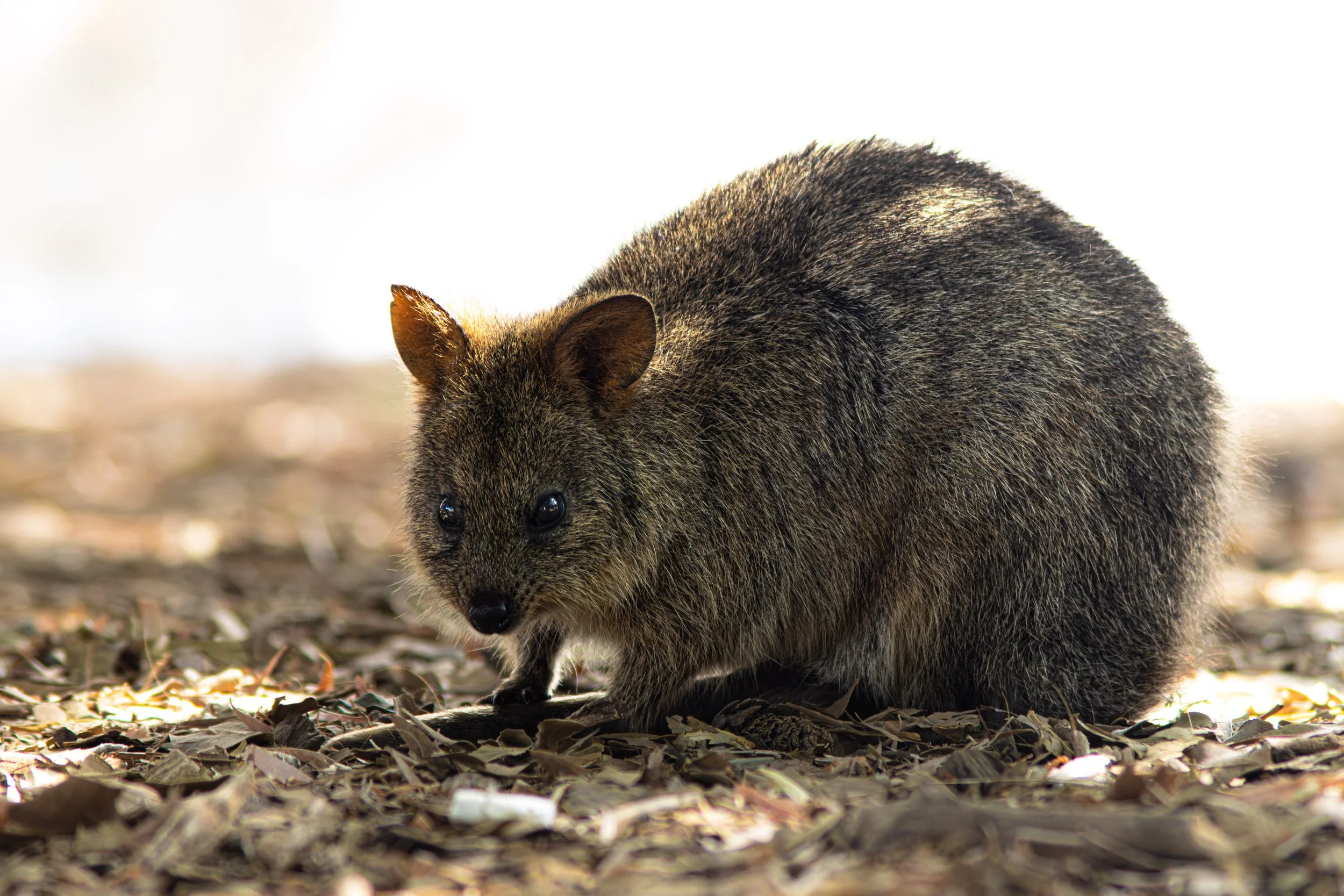 quokka_Aus-1.jpg