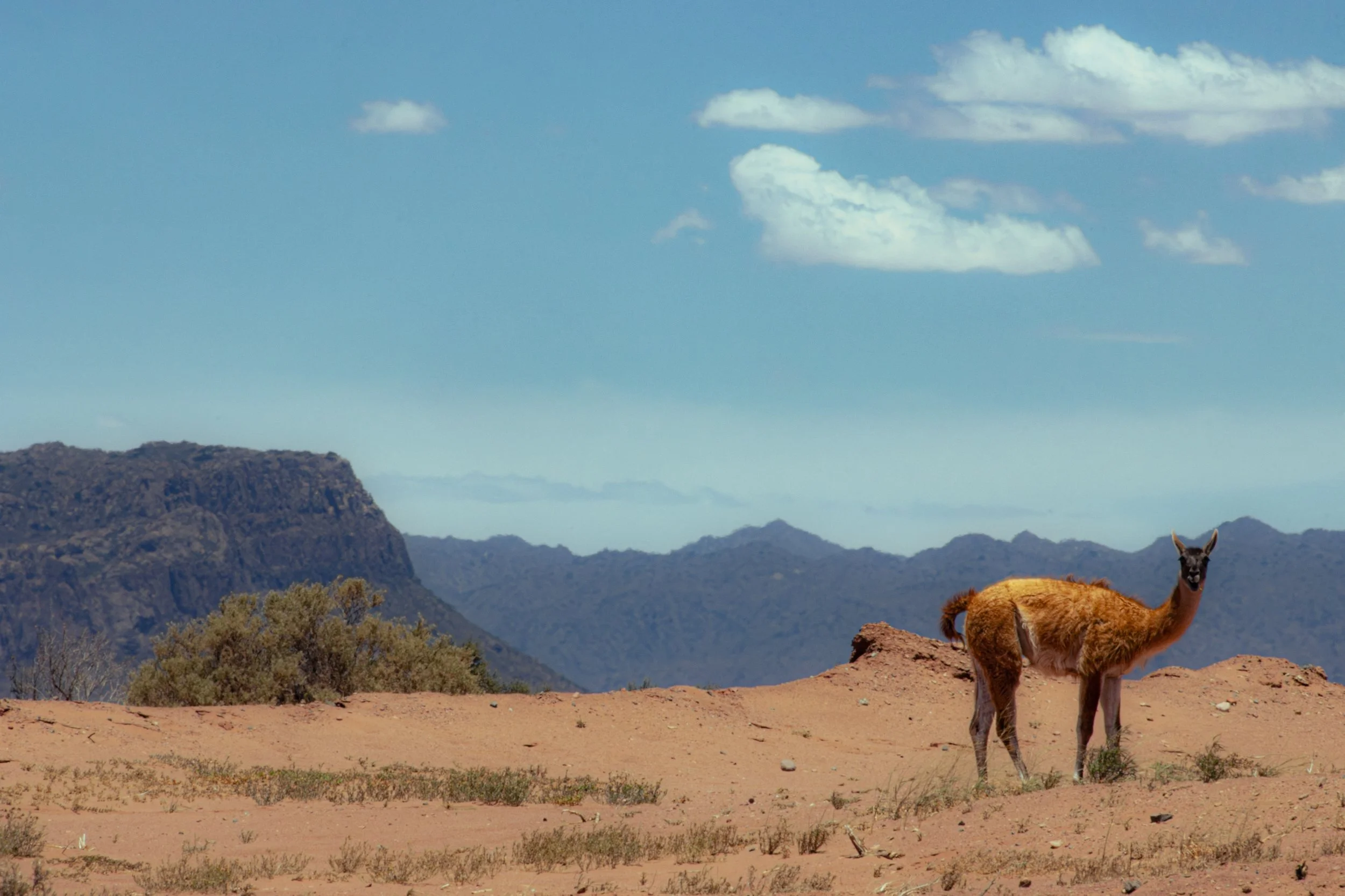 Argentina_guanaco1-.jpg