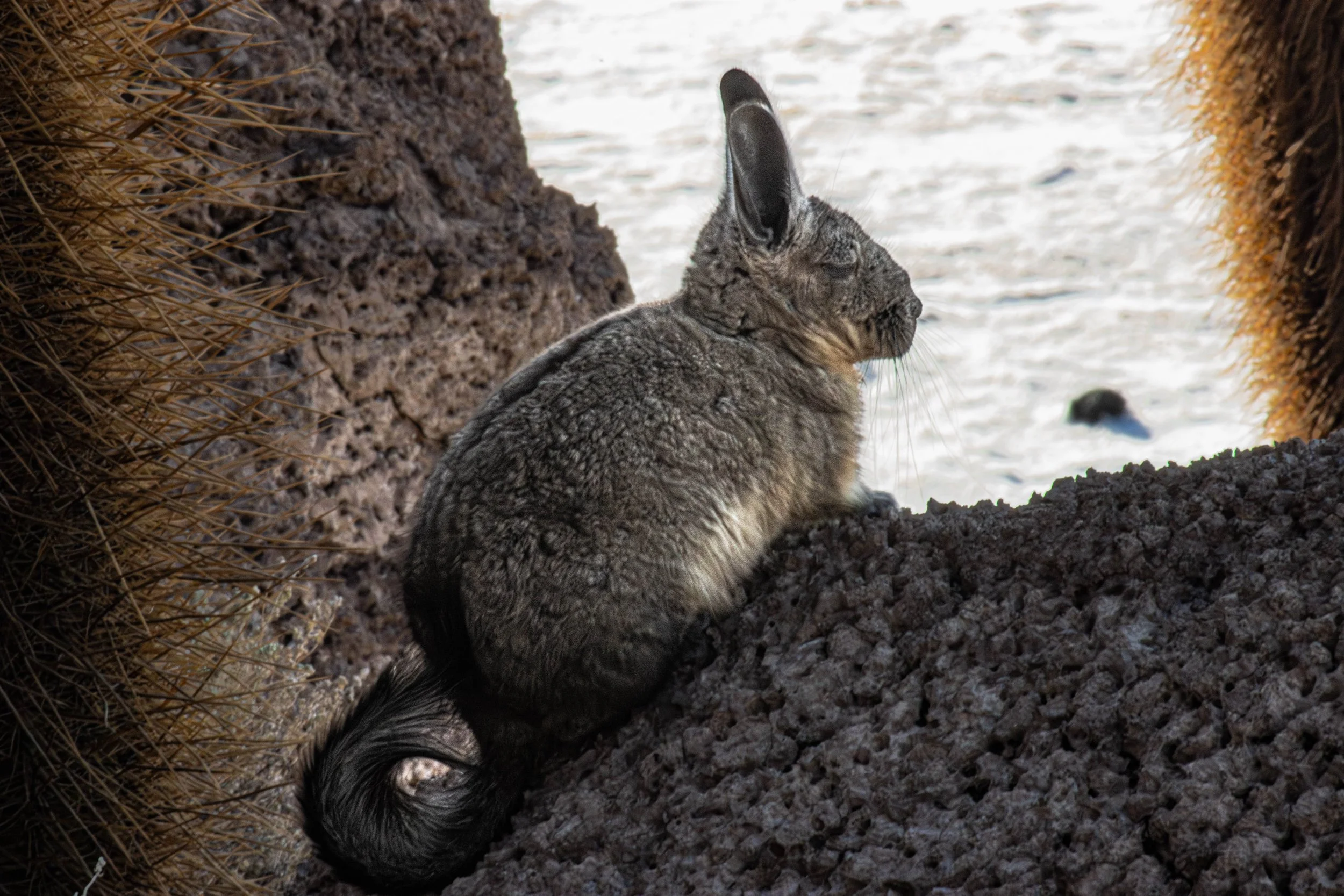 Viscacha_Bolivia-1.jpg