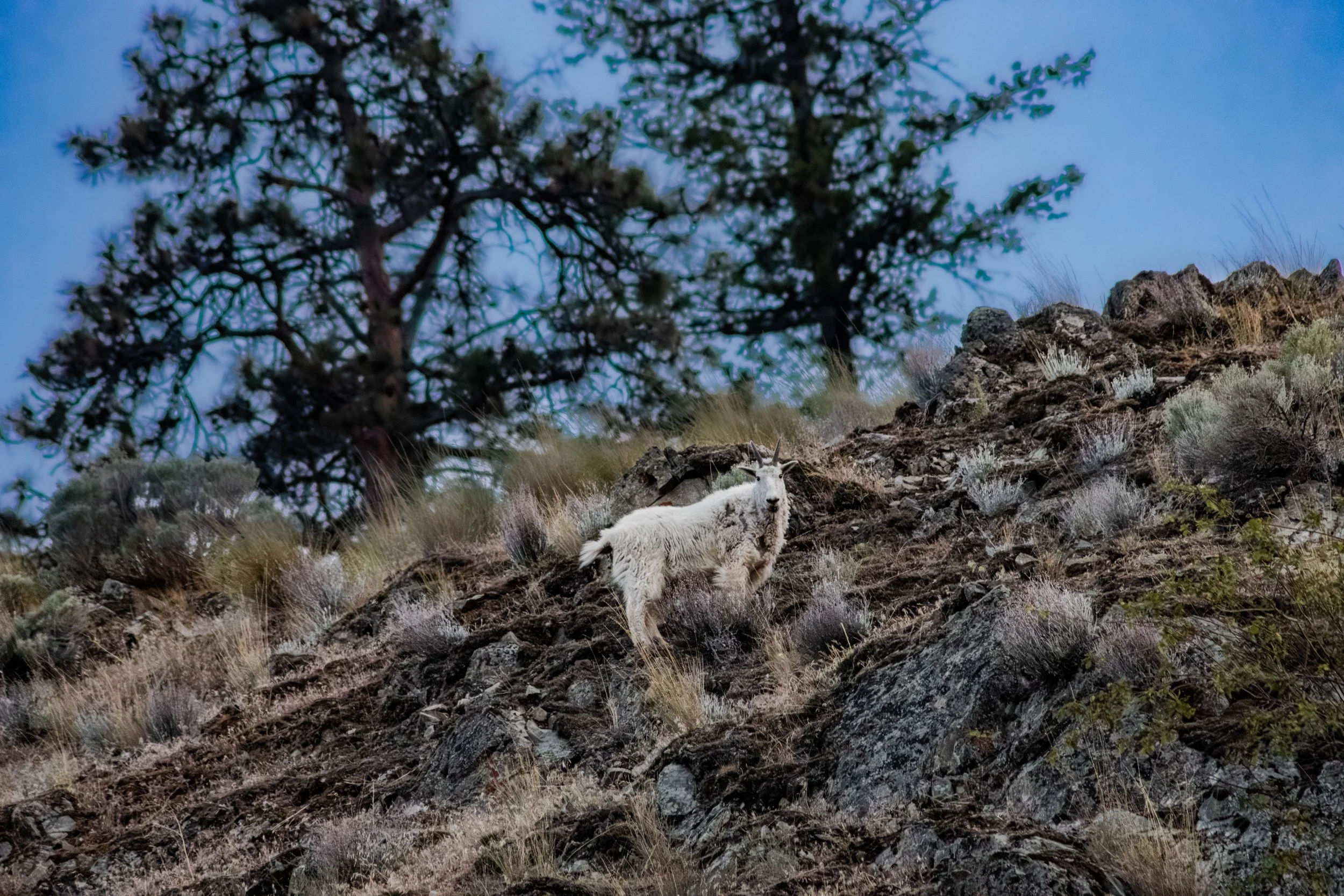 bcmountaingoat.jpg