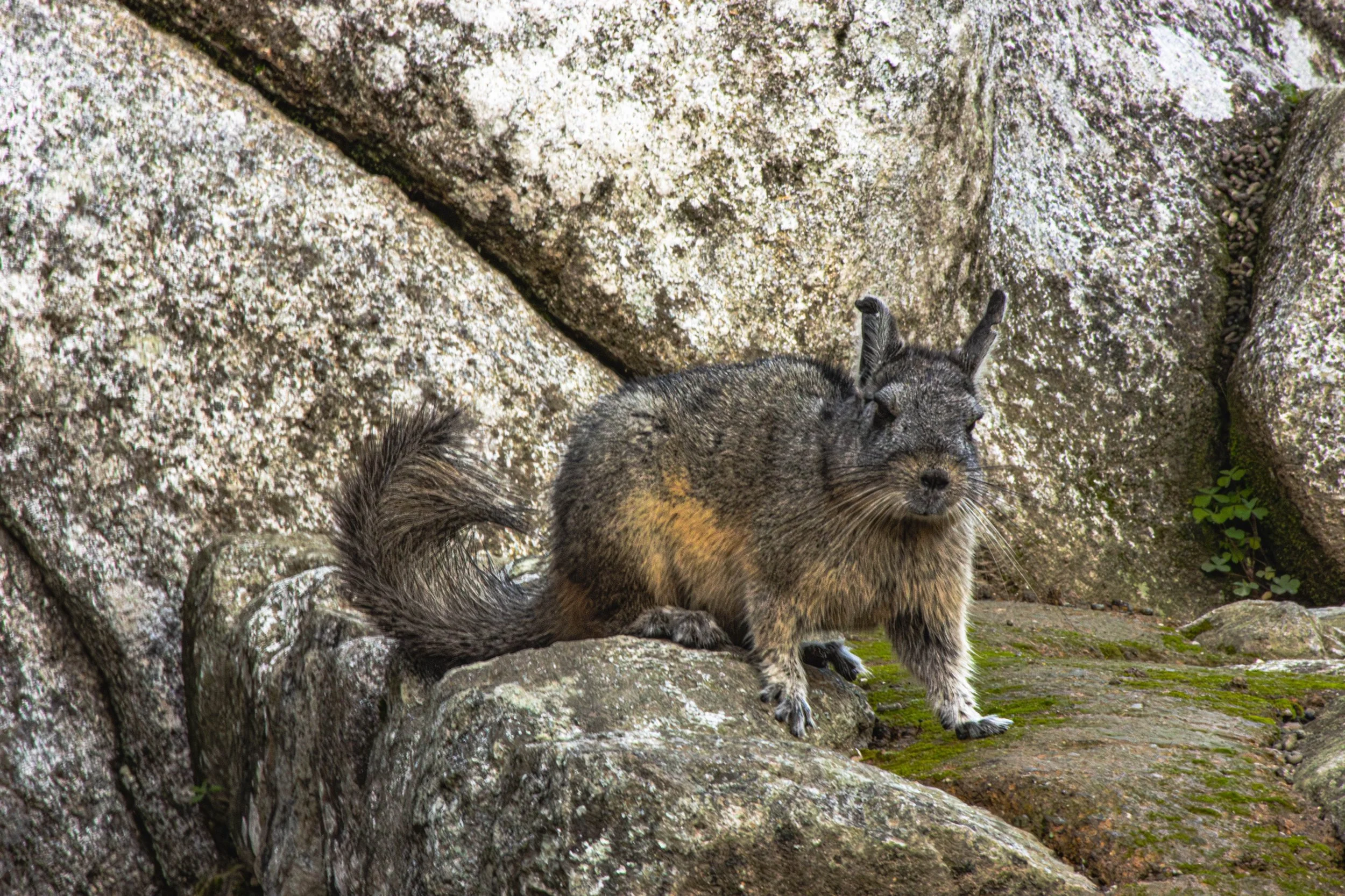viscacha.jpg