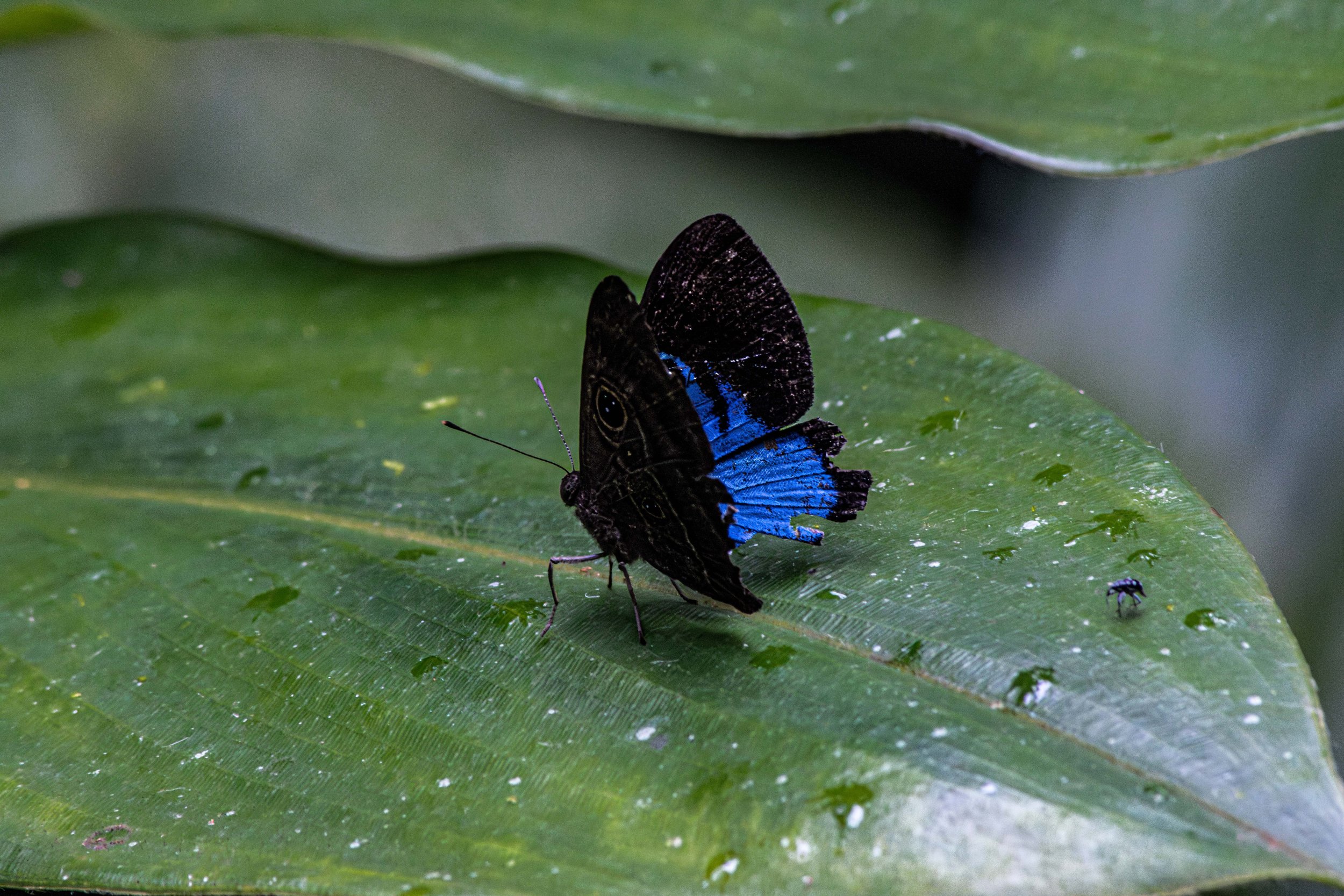 Butterfly_Costa_Rica-1.jpg