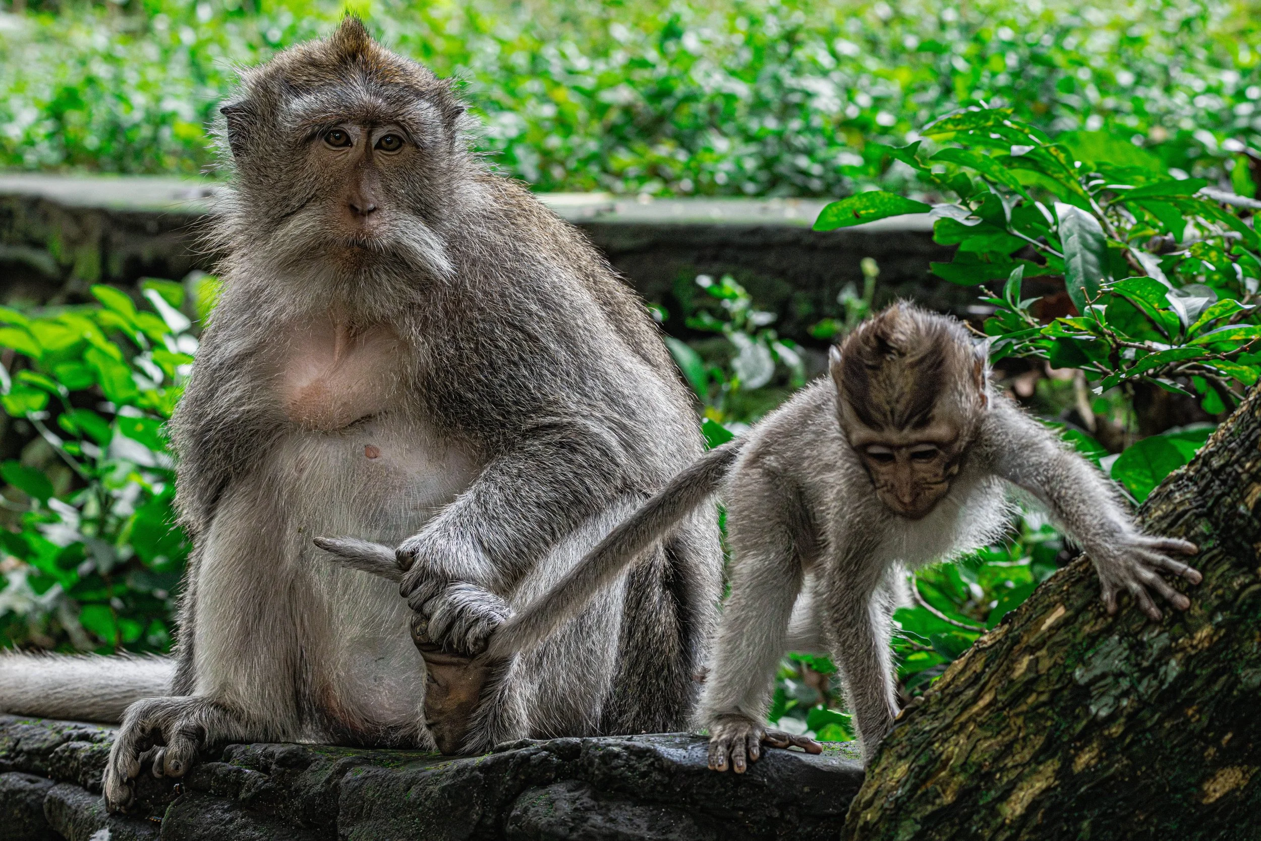 Bali_Monkeys-7.jpg