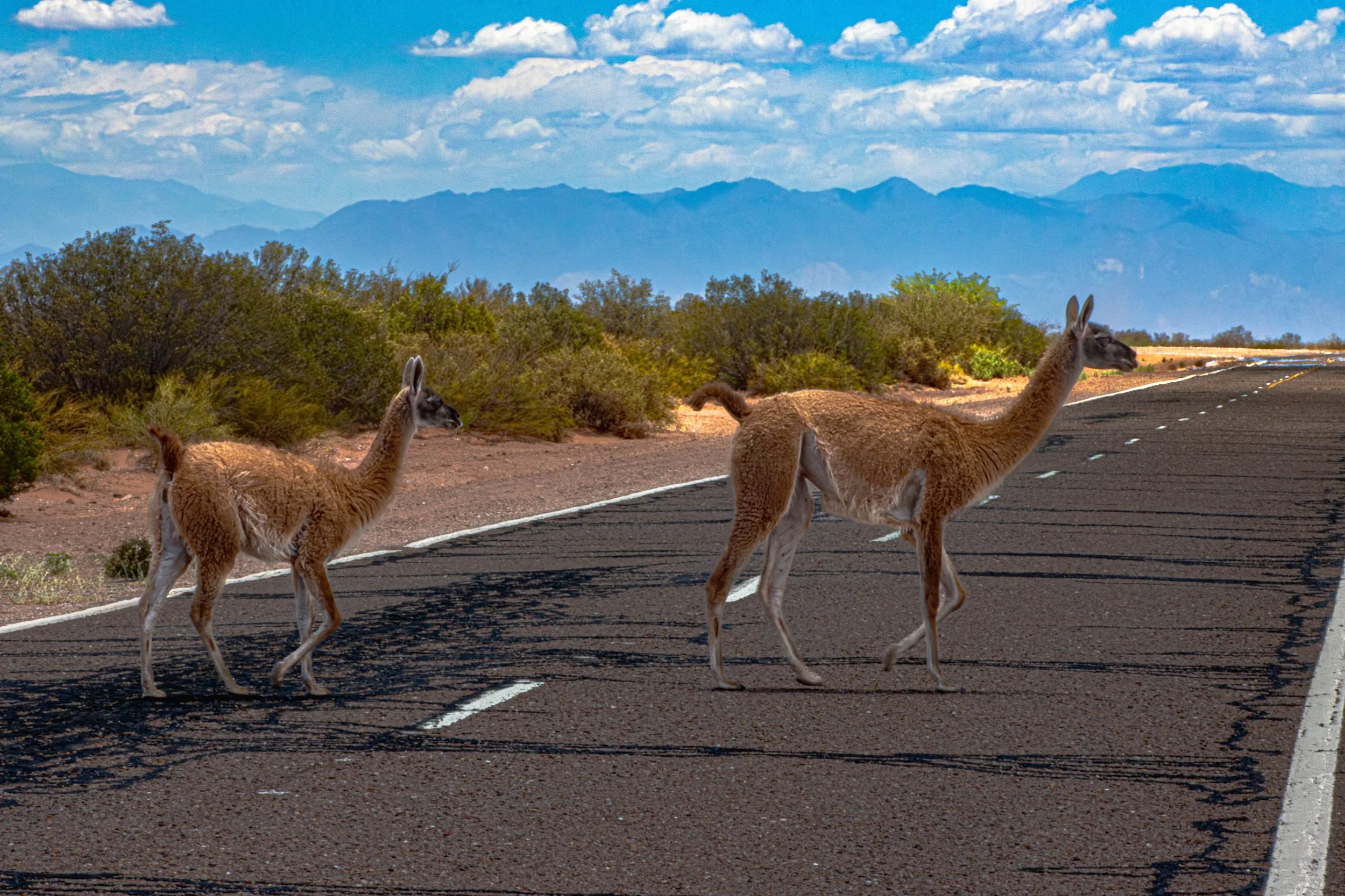 Argentina_guanaco--4.jpg