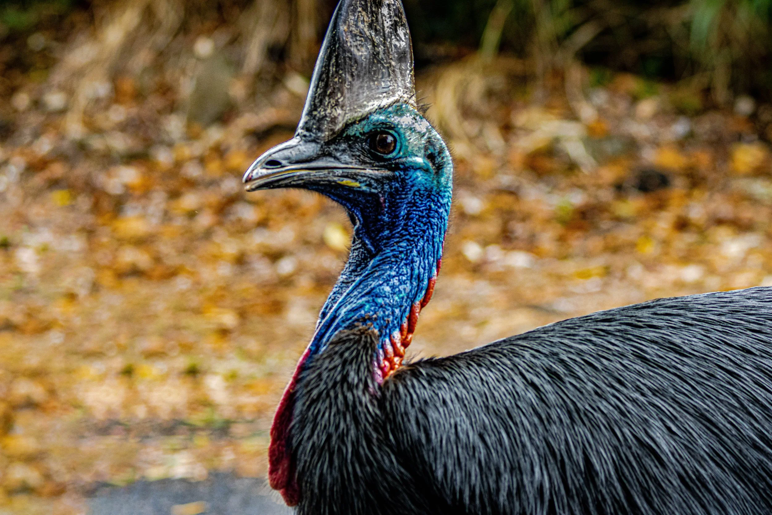 Cassowary.jpg