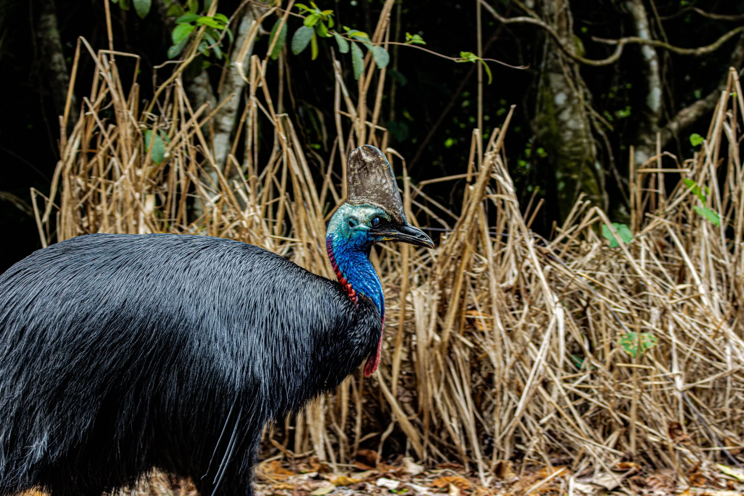 Cassowary-3.jpg