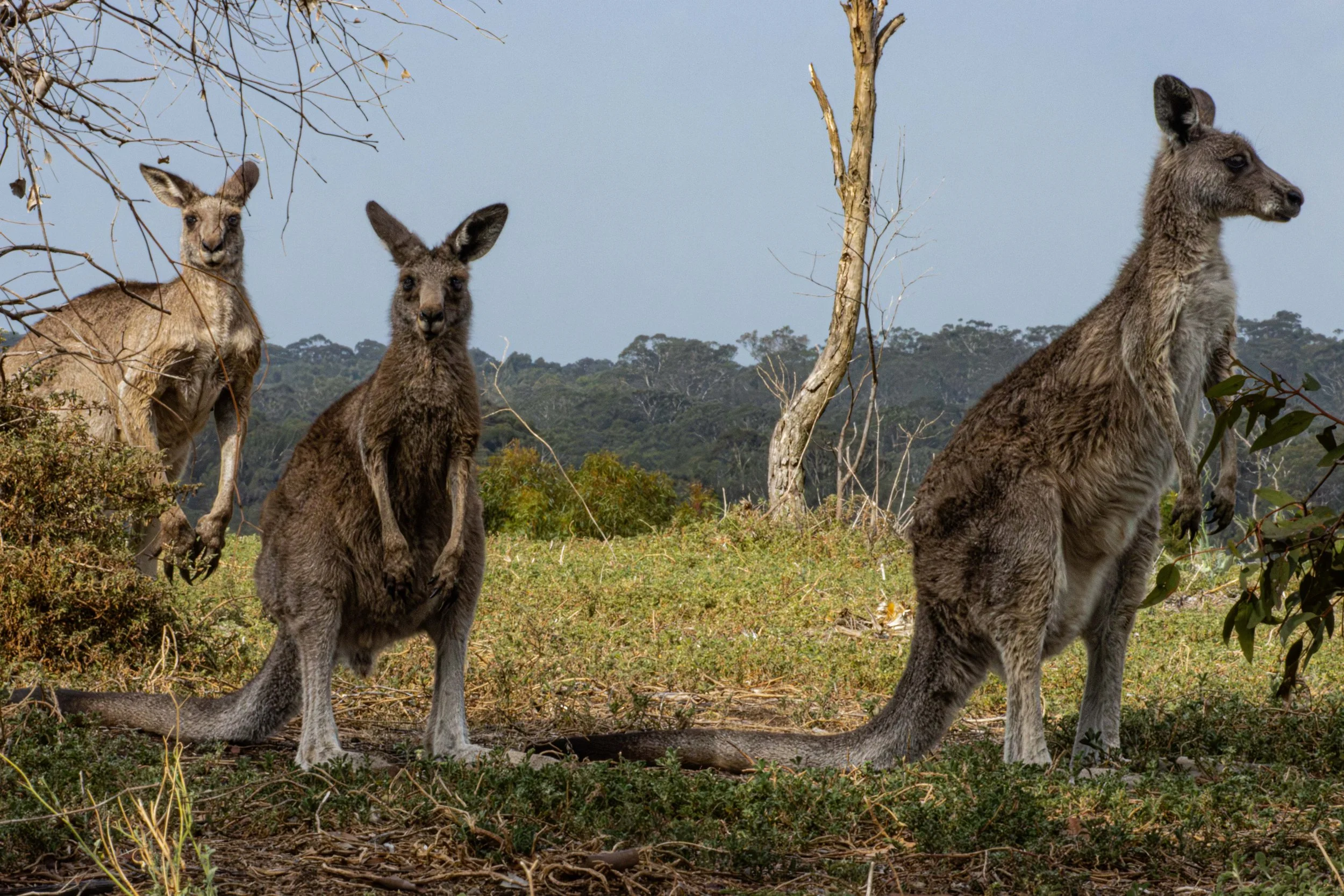 Kangaroo_Australia-1.jpg
