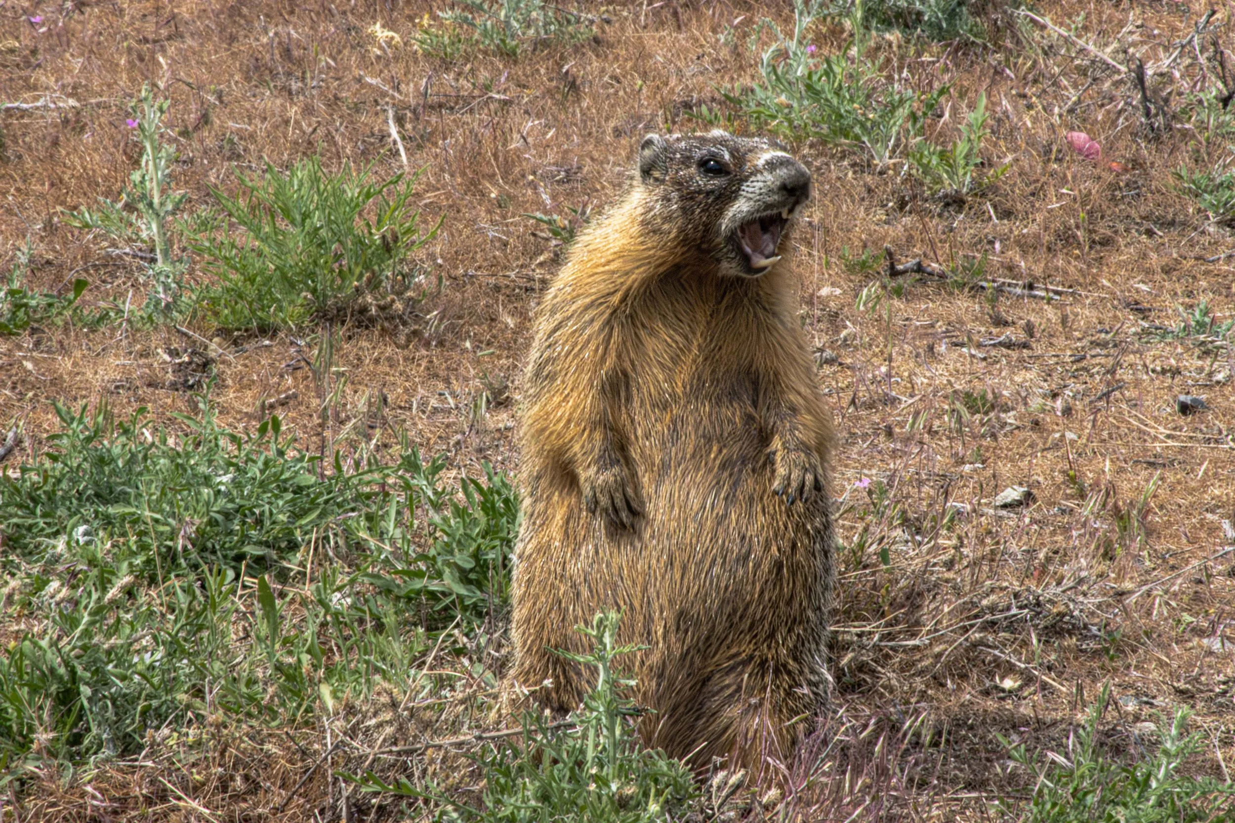 Marmot.jpg