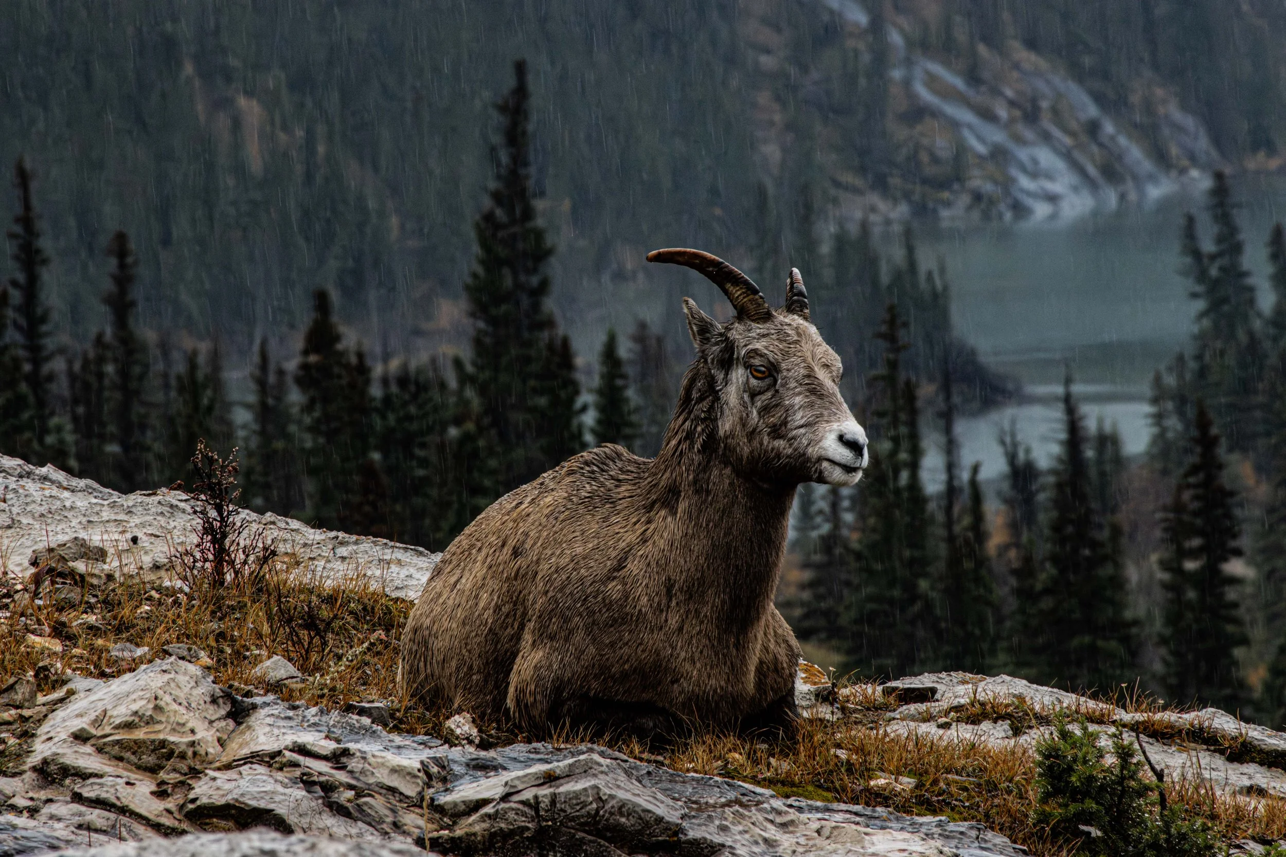 Mountain Goat