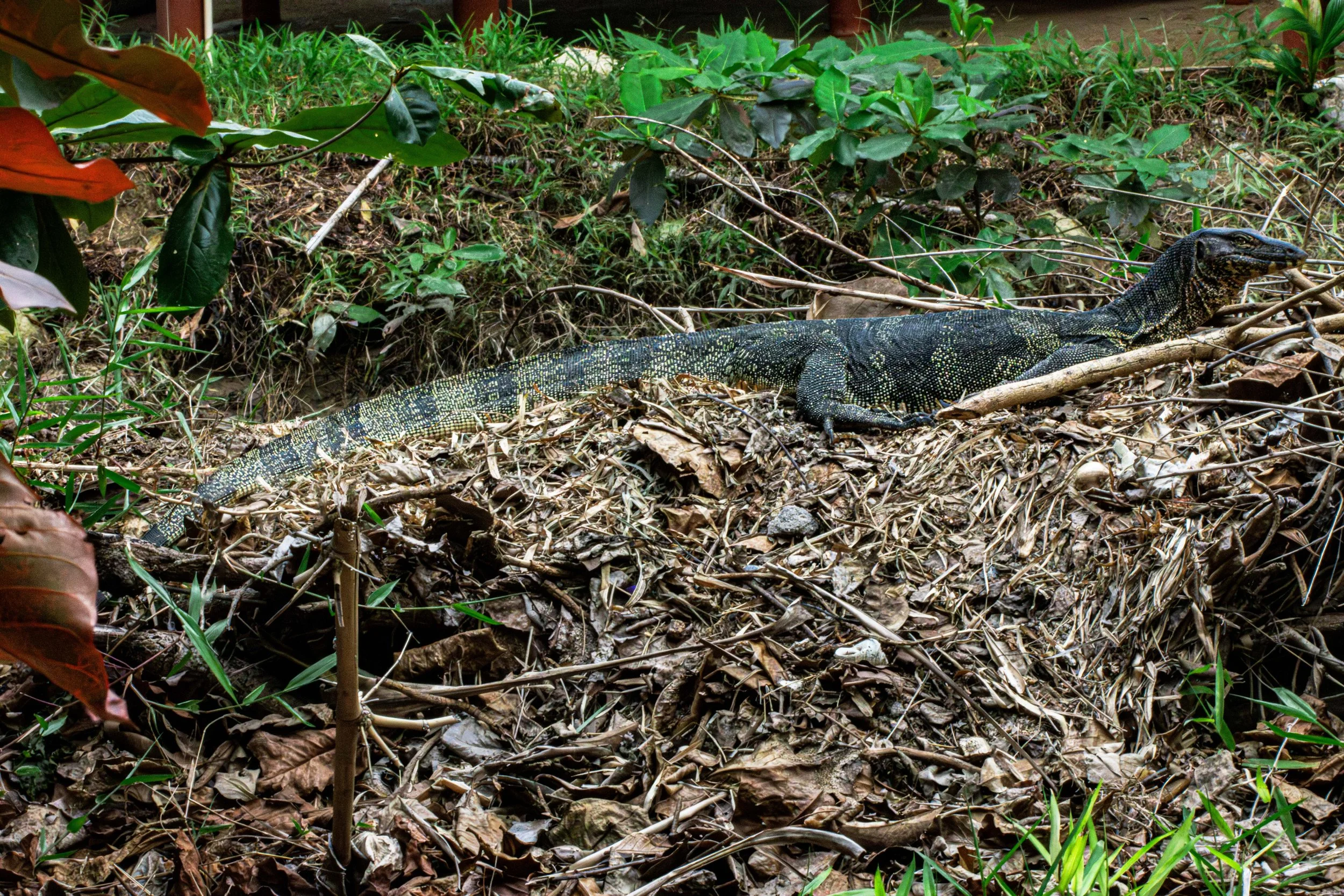 Monitor_Lizard_Thailand-1.jpg